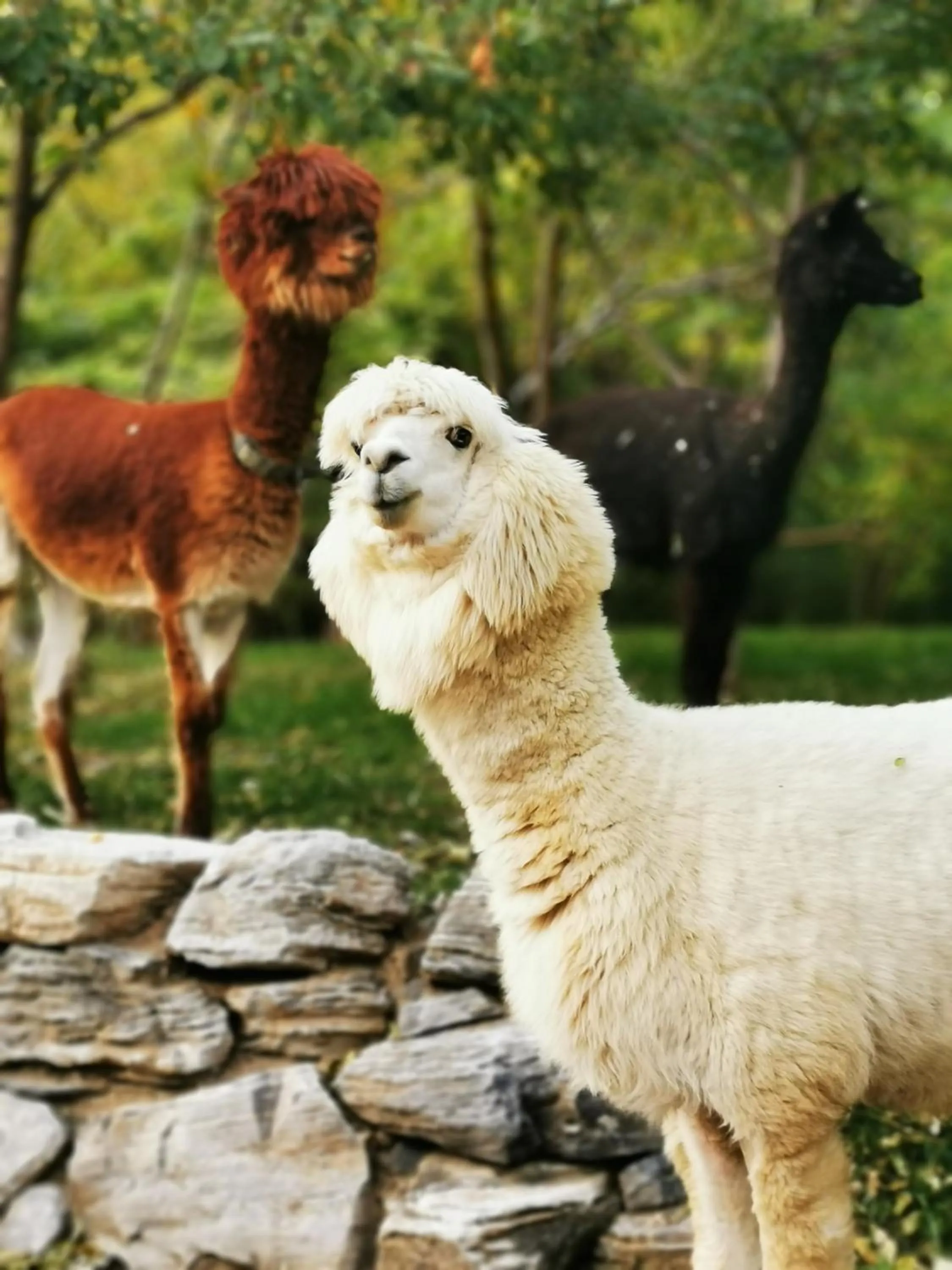 Day in Zhi Resort Beijing&Peafowl Garden&Breakfast with Deer&Private Hot Spring&50 Meter Swimming Pool&Free Coffee&Close to Olympic Forest Park