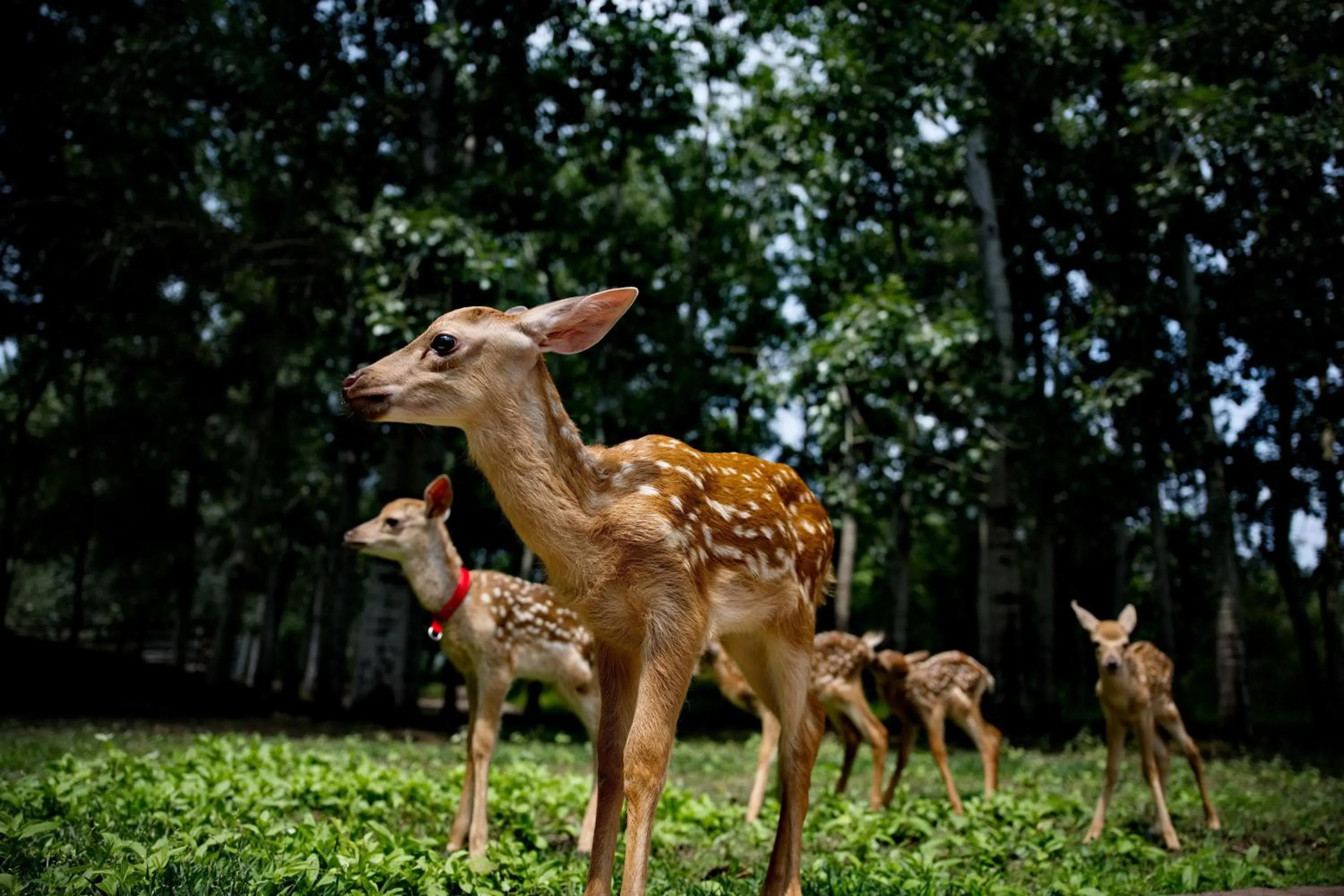 Day in Zhi Resort Beijing&Peafowl Garden&Breakfast with Deer&Private Hot Spring&50 Meter Swimming Pool&Free Coffee&Close to Olympic Forest Park