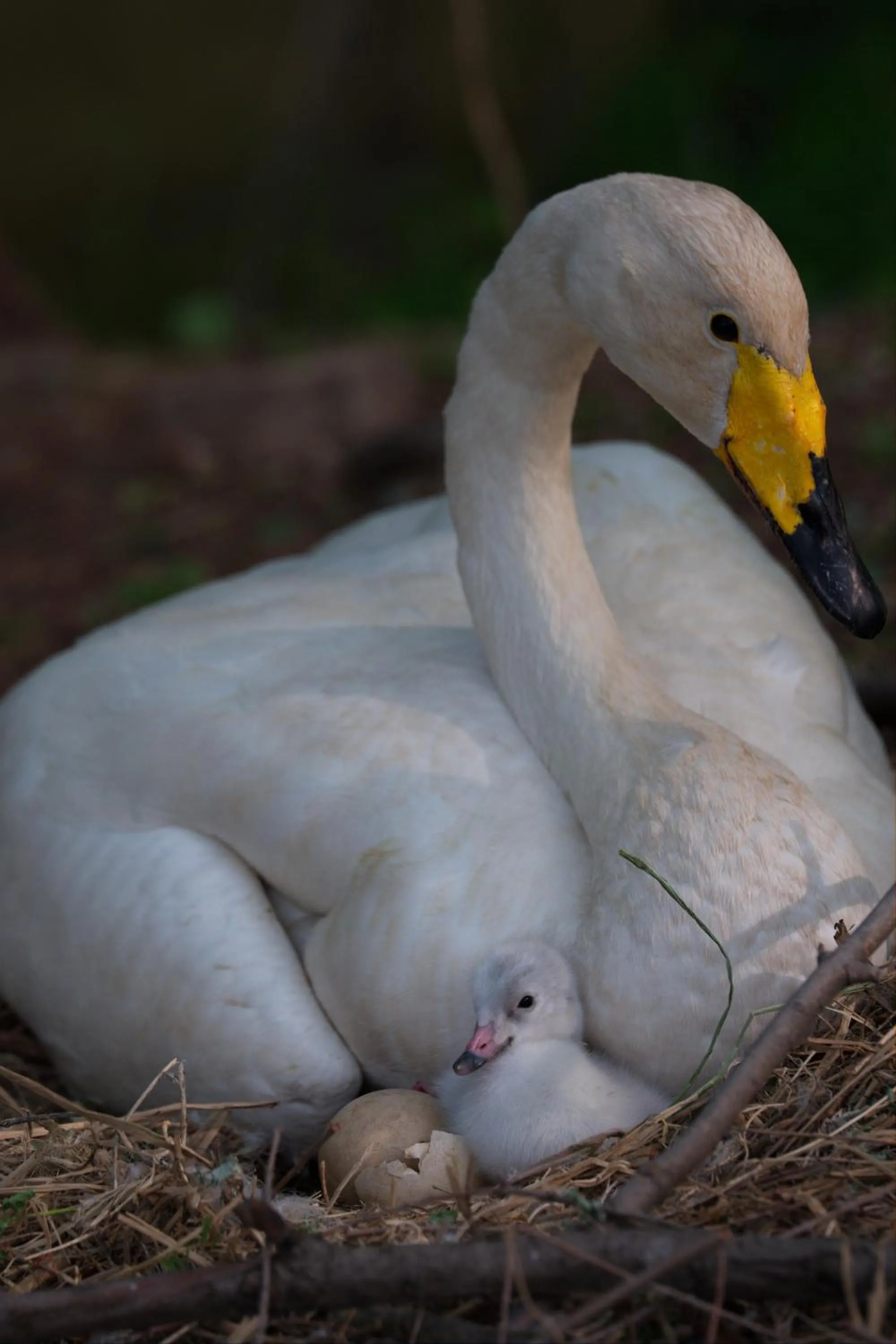 Animals in Zhi Resort Beijing&Peafowl Garden&Breakfast with Deer&Private Hot Spring&50 Meter Swimming Pool&Free Coffee&Close to Olympic Forest Park