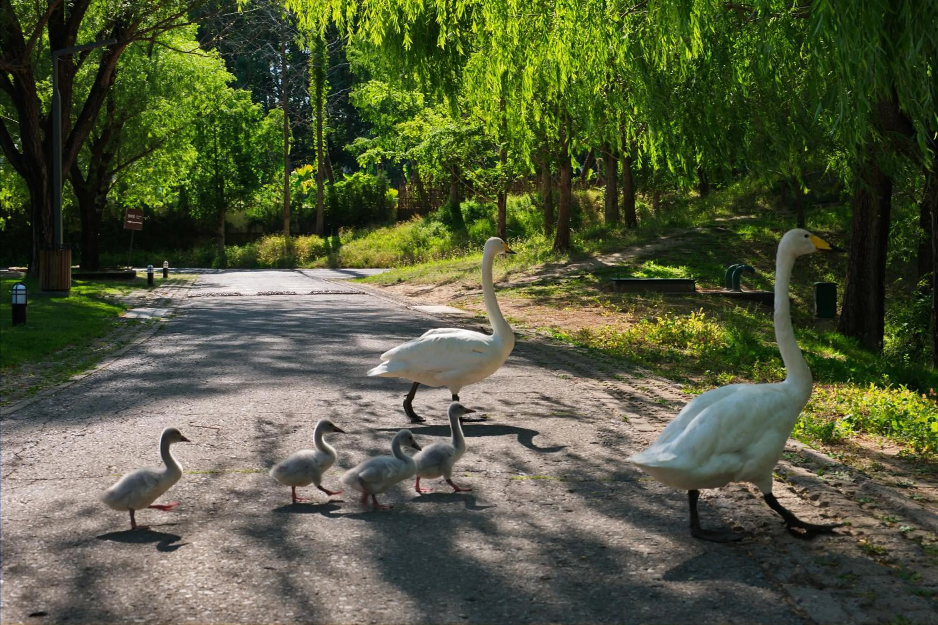 Spring in Zhi Resort Beijing&Peafowl Garden&Breakfast with Deer&Private Hot Spring&50 Meter Swimming Pool&Free Coffee&Close to Olympic Forest Park