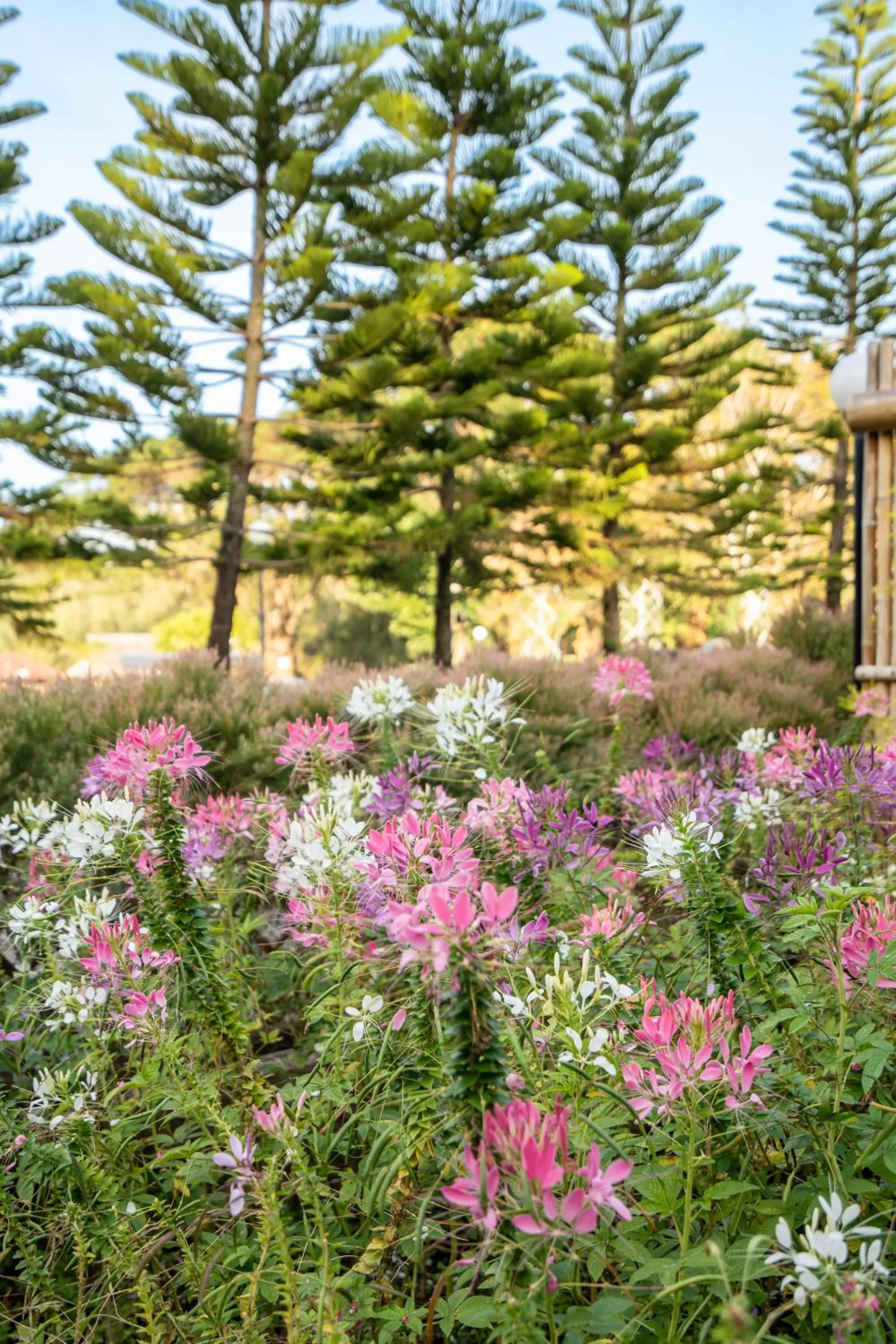 Garden in Thara Dara Khaoyai