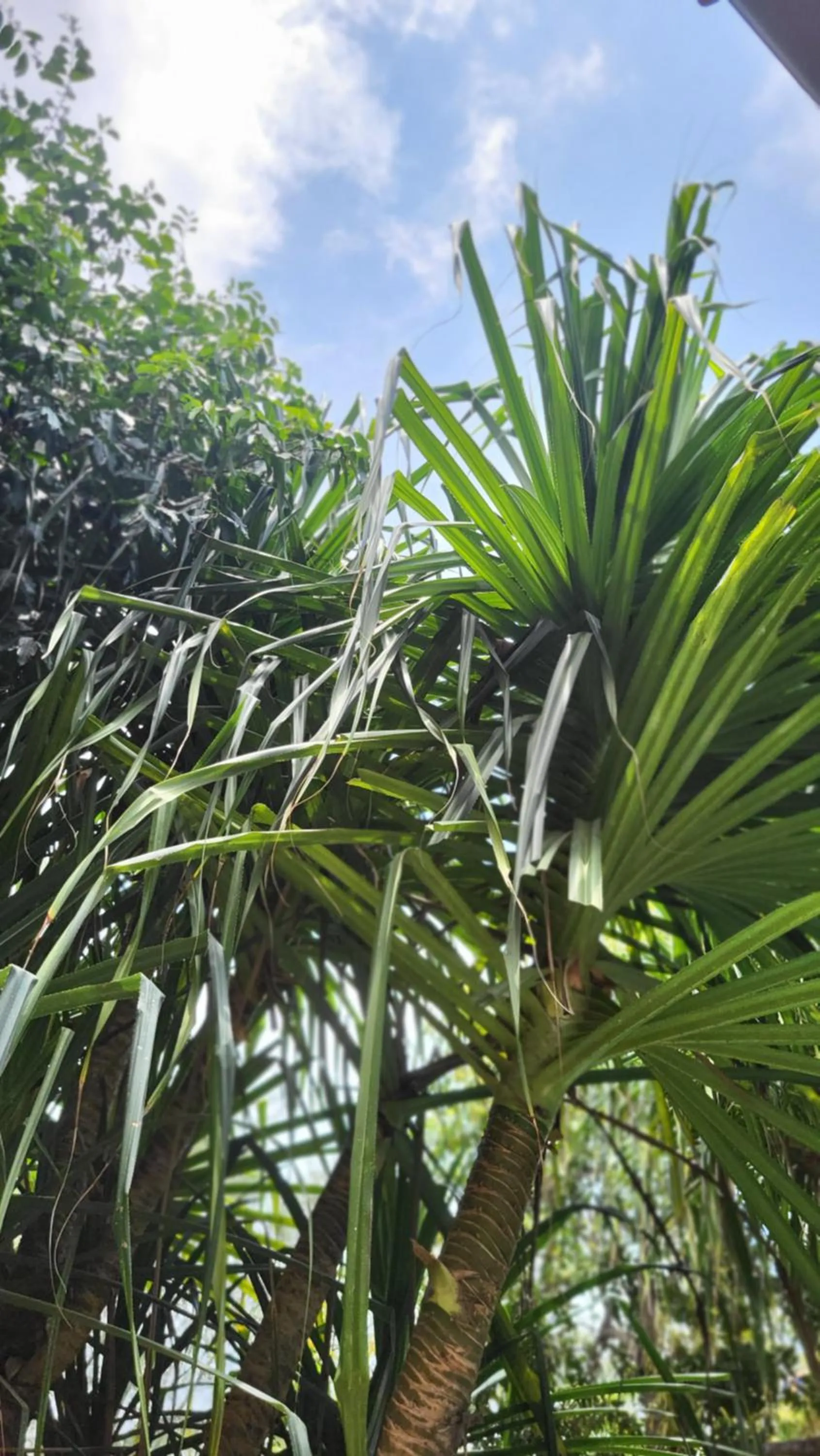 The Barefoot Blondie Village