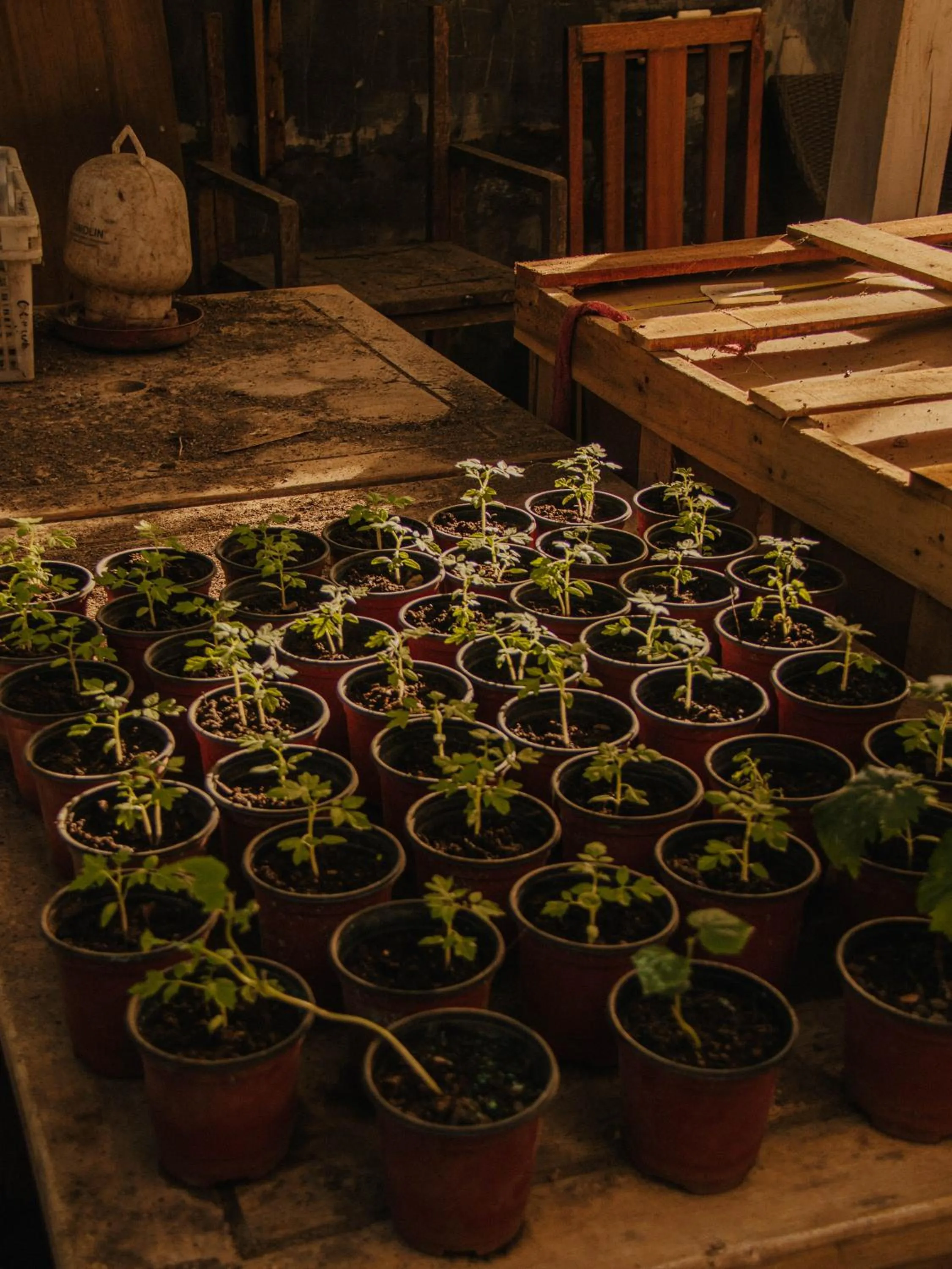 The Barefoot Blondie Village