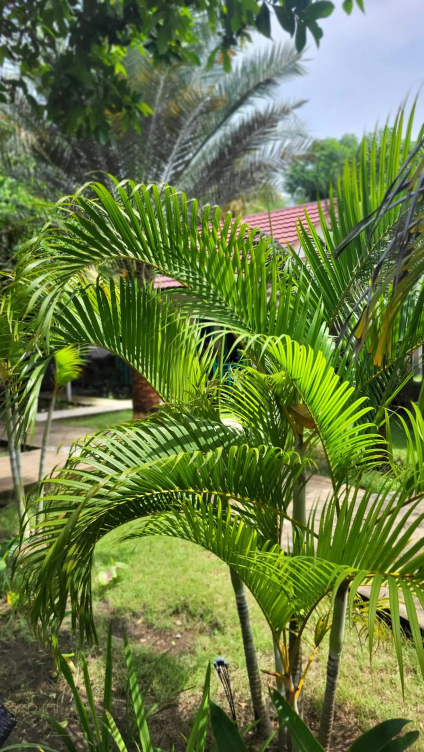 Spring in The Barefoot Blondie Village