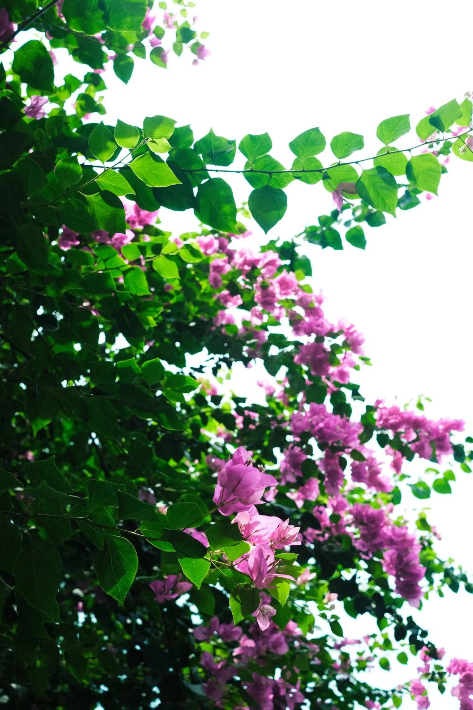 The Barefoot Blondie Village