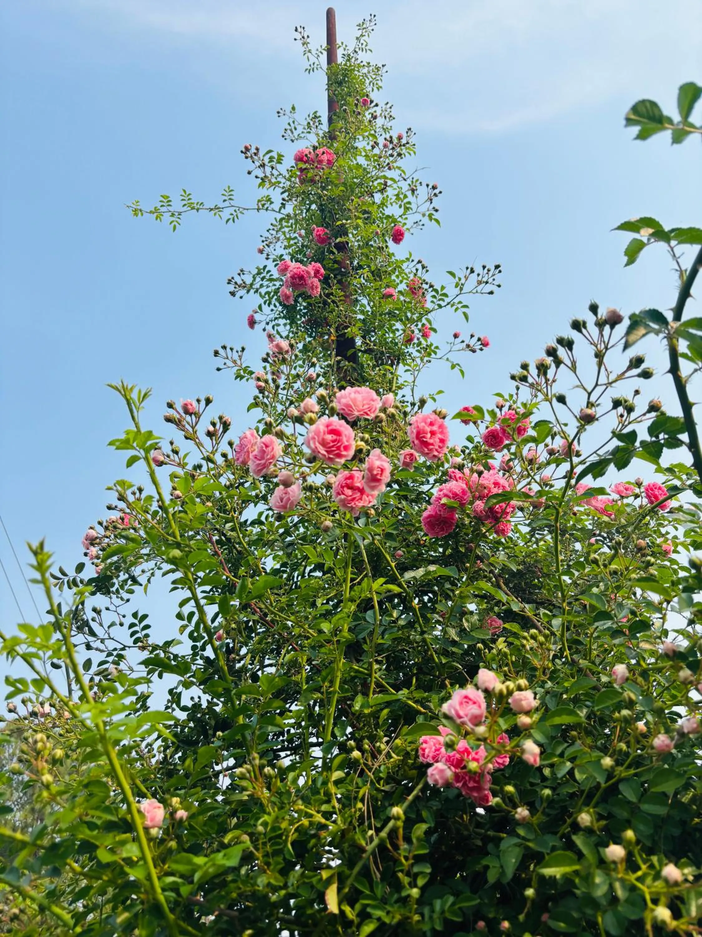 Lap Of Himalayas Resort