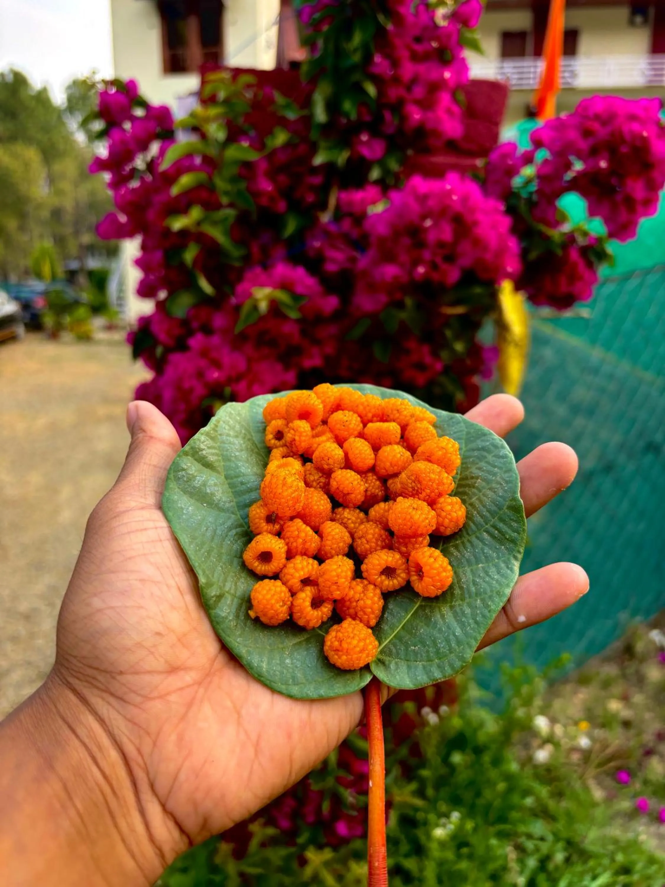 Lap Of Himalayas Resort