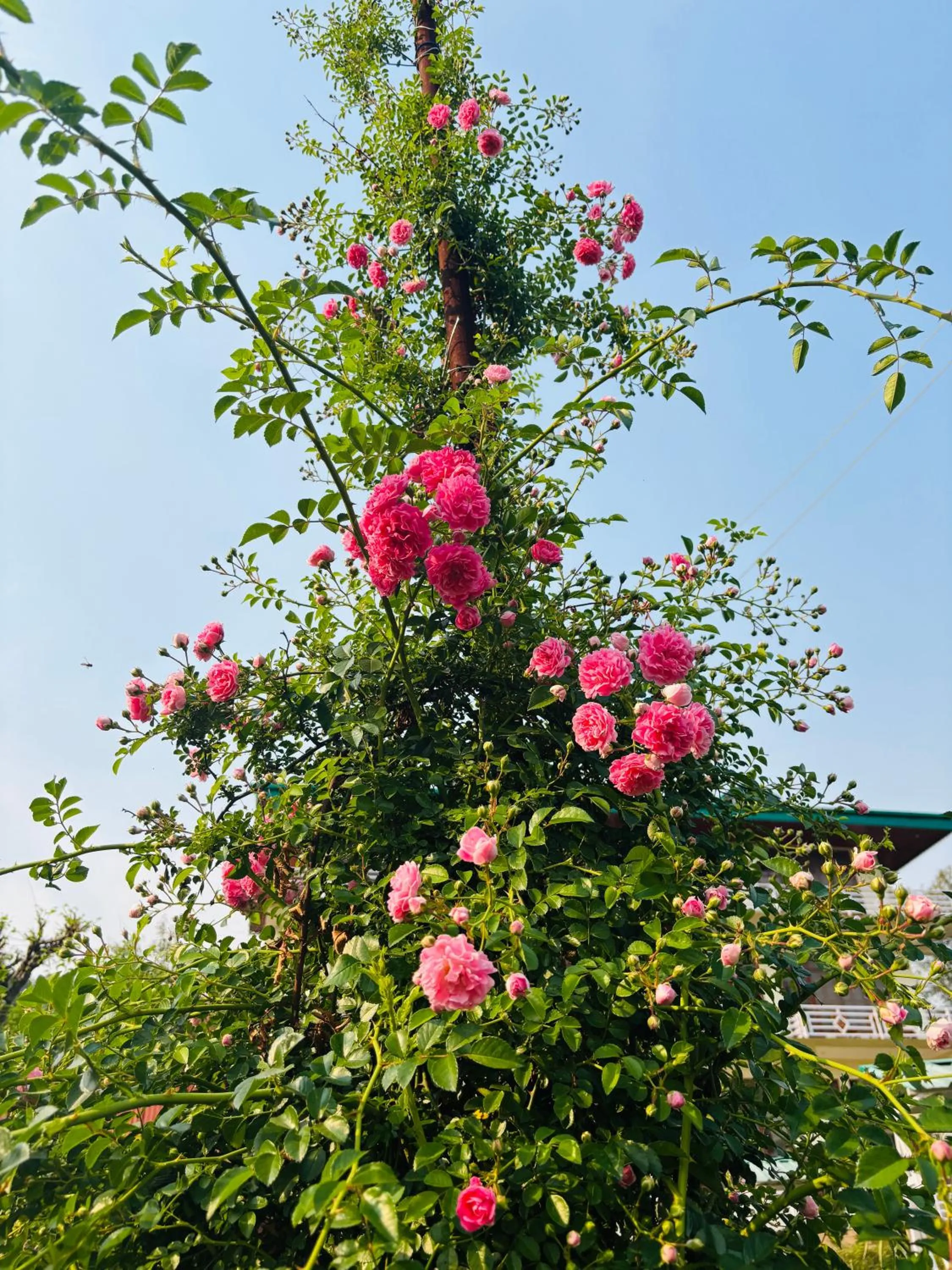 Lap Of Himalayas Resort