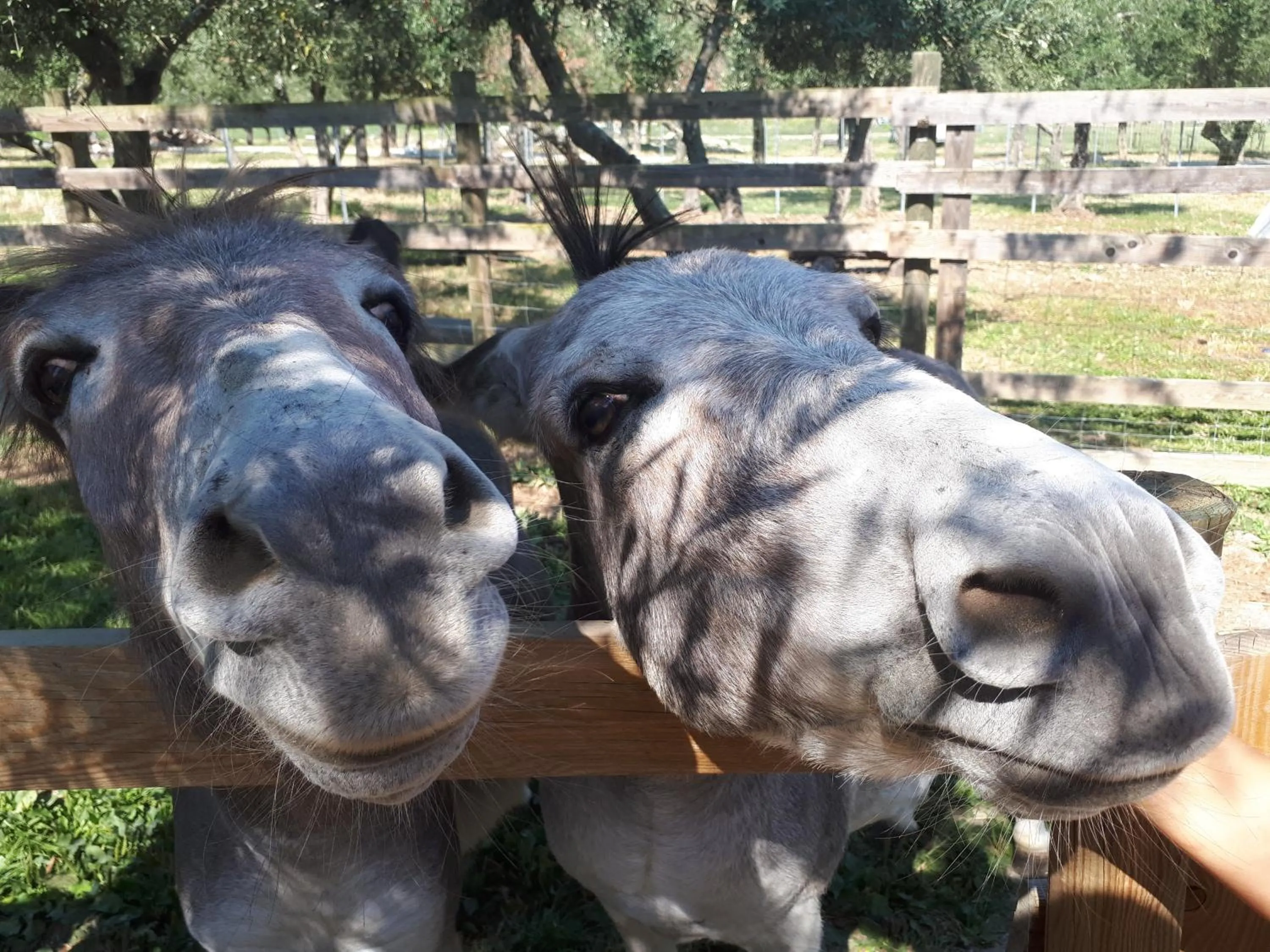 Pets in Garden Village San Marino