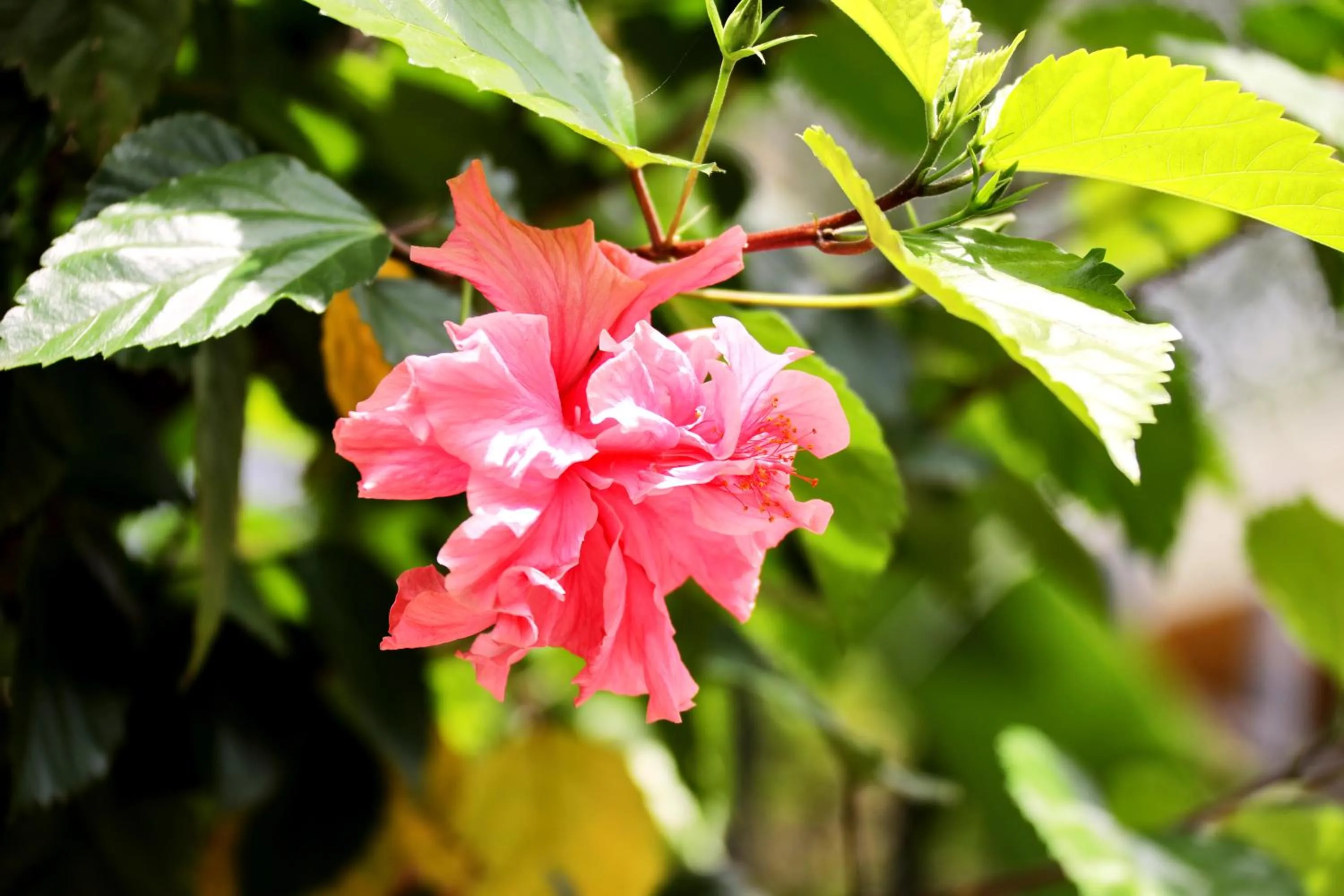 Garden in Villa Ticino Guest House