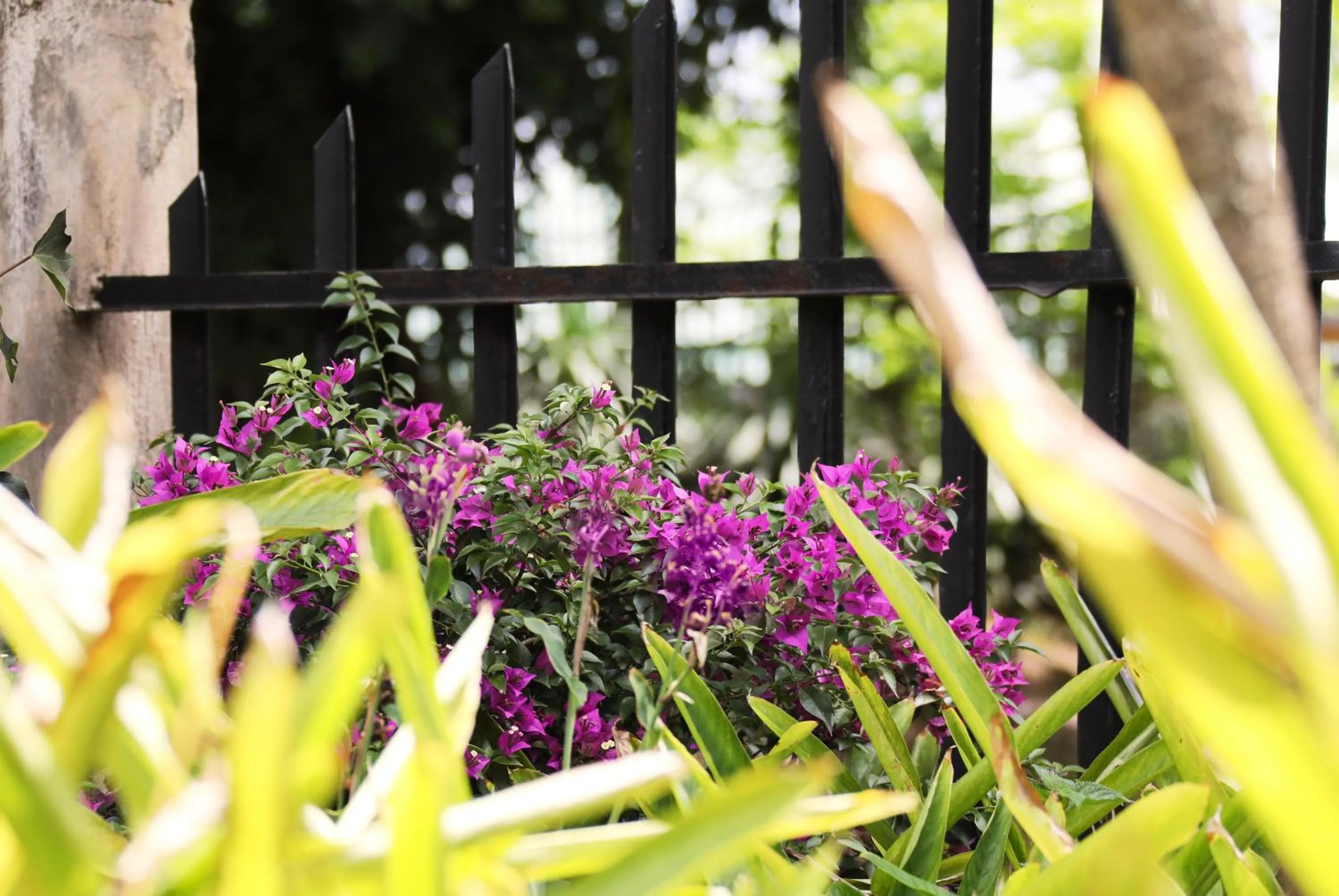 Garden view in Villa Ticino Guest House