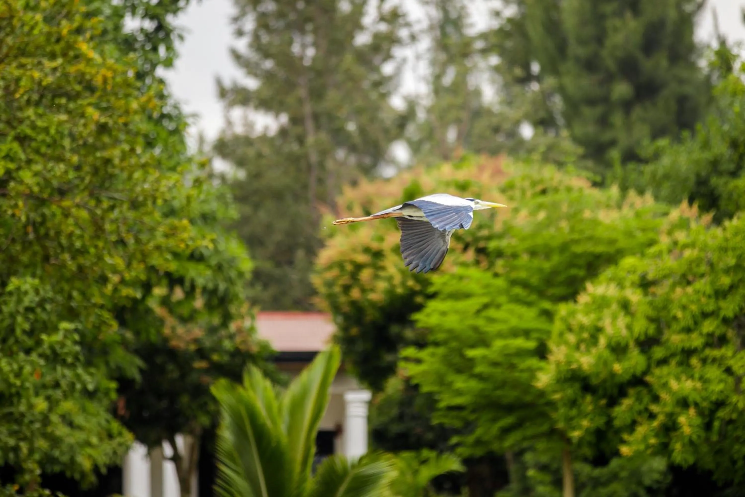 Day in Maravilla Kivu Eco Resort