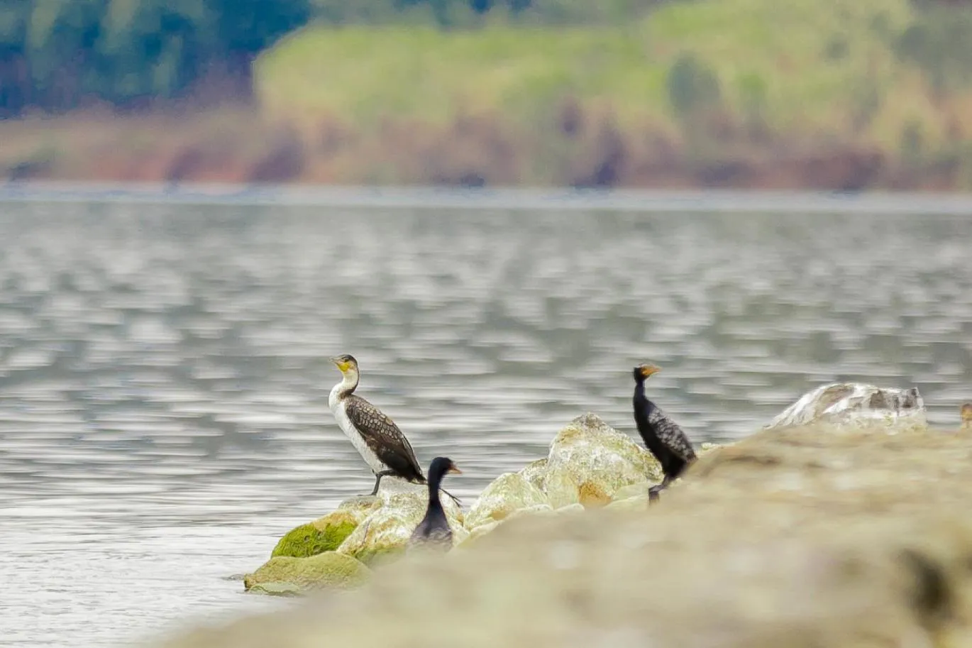 Lake view in Maravilla Kivu Eco Resort