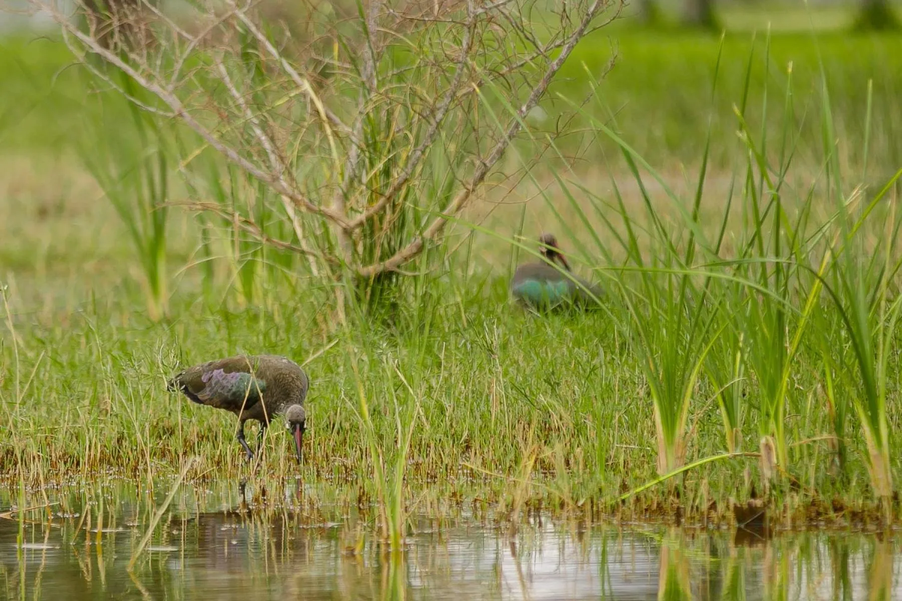 Natural landscape in Maravilla Kivu Eco Resort