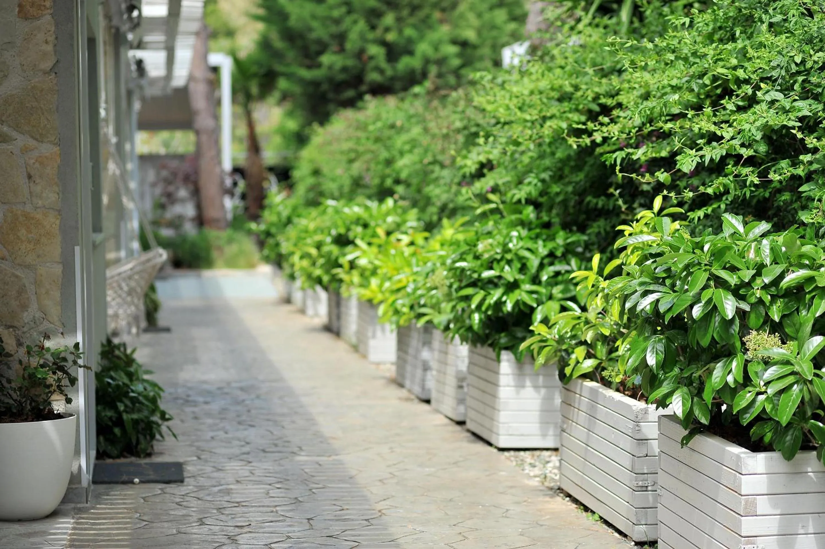 Spring in Alekos Luxury Suites - Free 24hr Transformation From To Airport