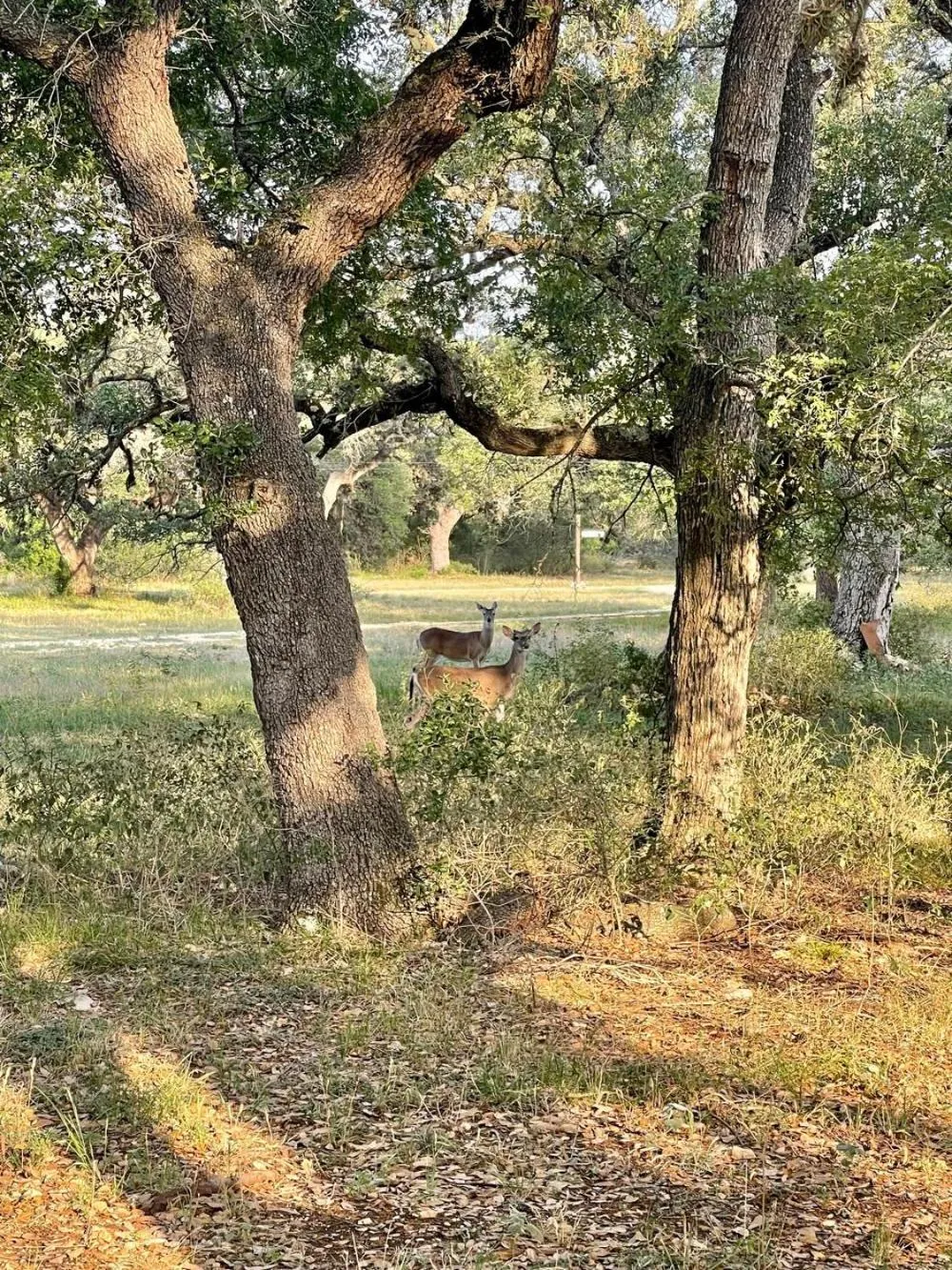 Other in OT 3515A Texas Yurt Haus Armadillo