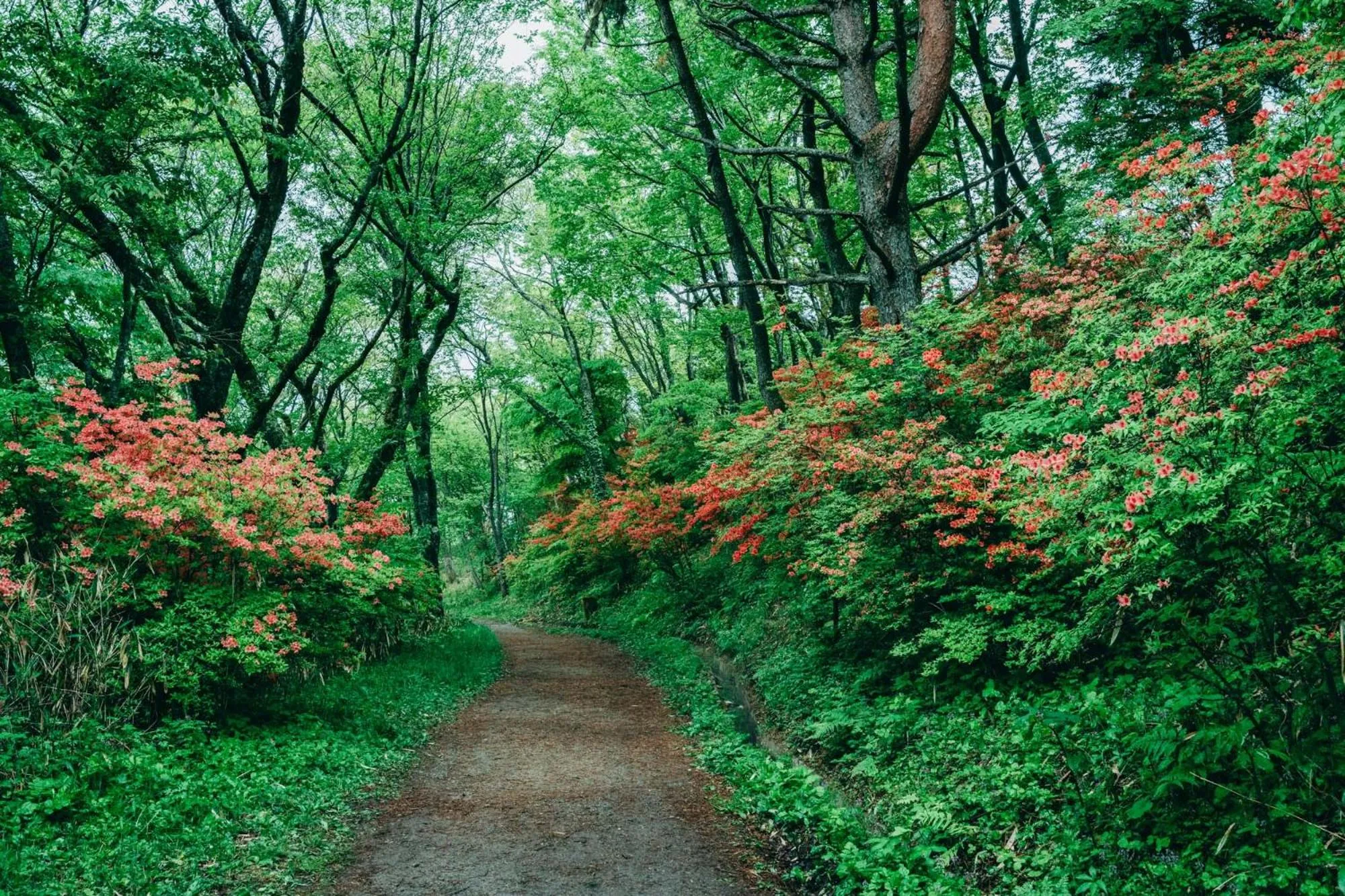 Spring in RITA Gosemachi