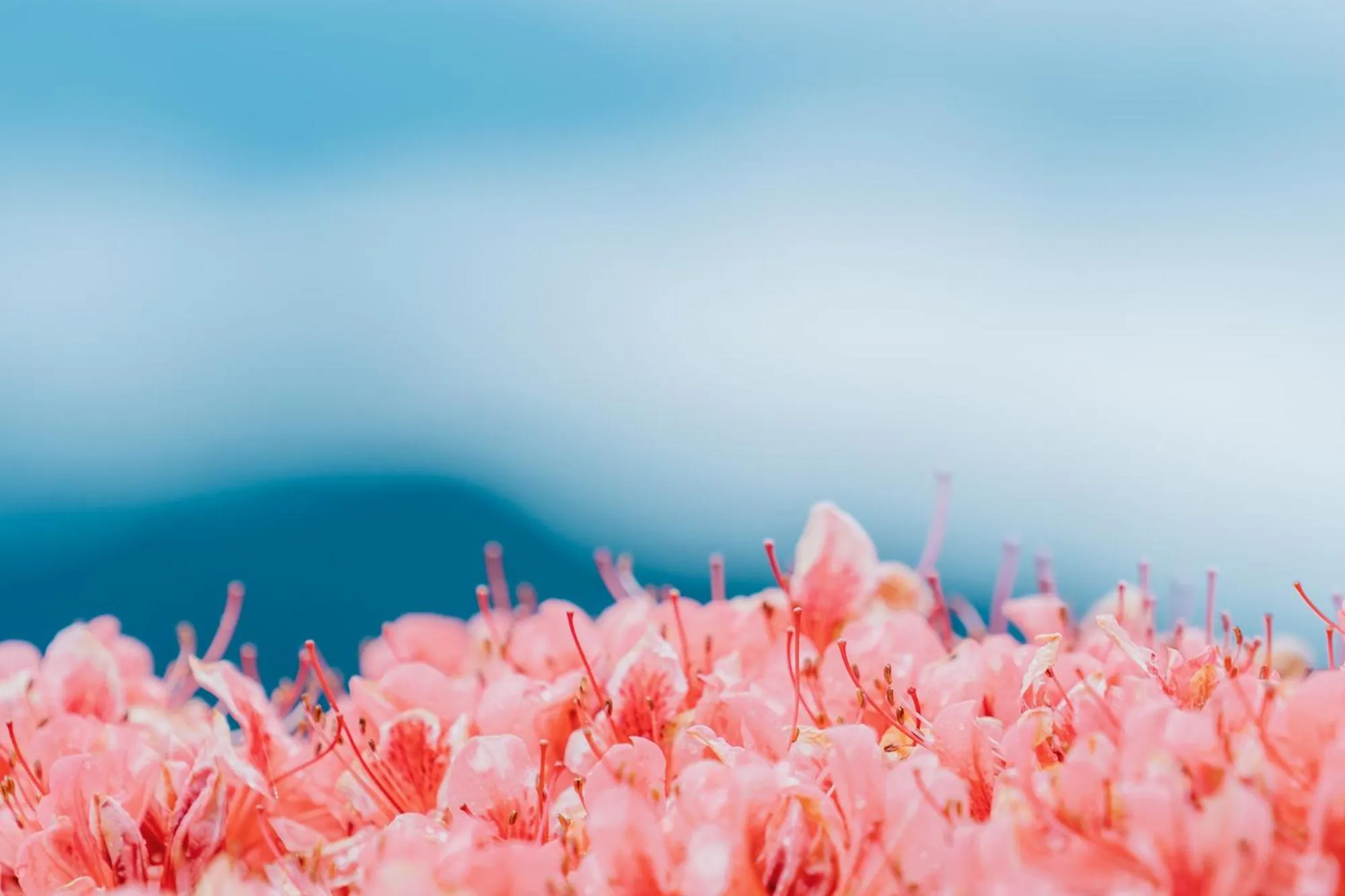 Spring in RITA Gosemachi