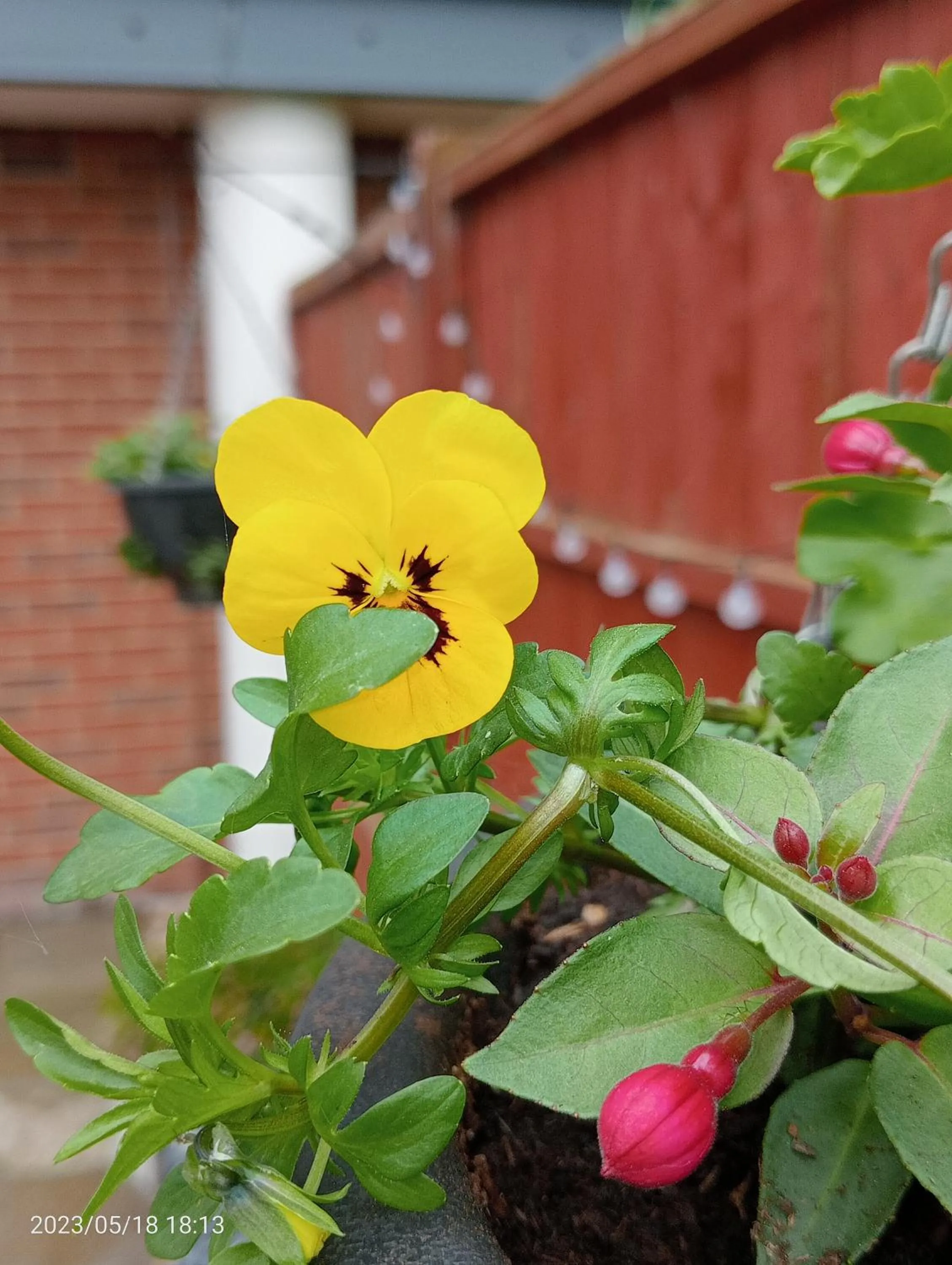 Garden in Beautiful Marina Apartment with private garden, flexible bedrooms with zip & link beds