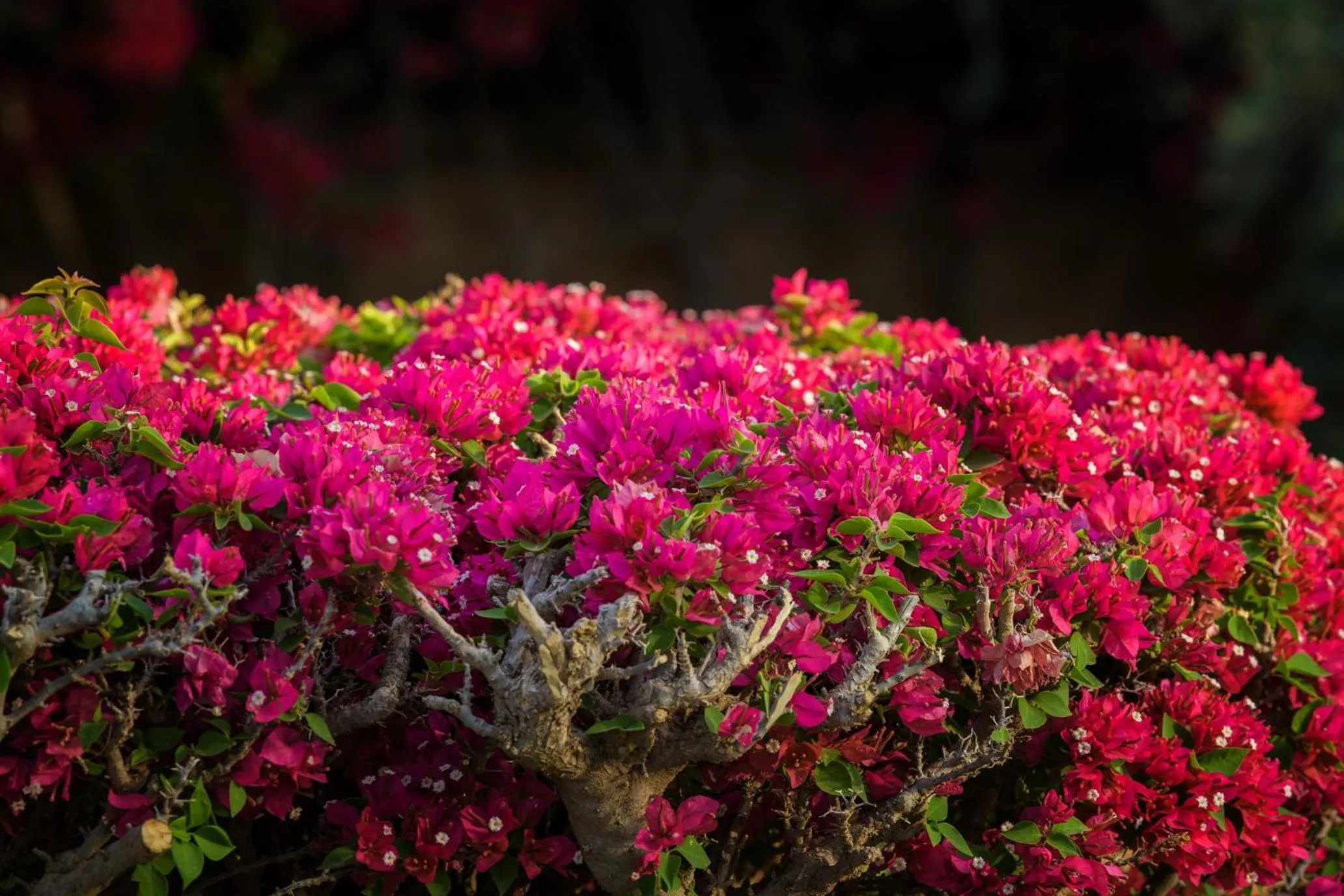 Day in Villa Al Assala Palmeraie