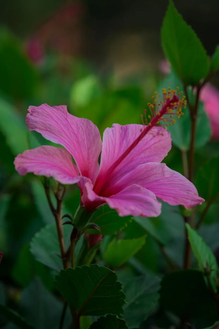 Spring in Villa Al Assala Palmeraie