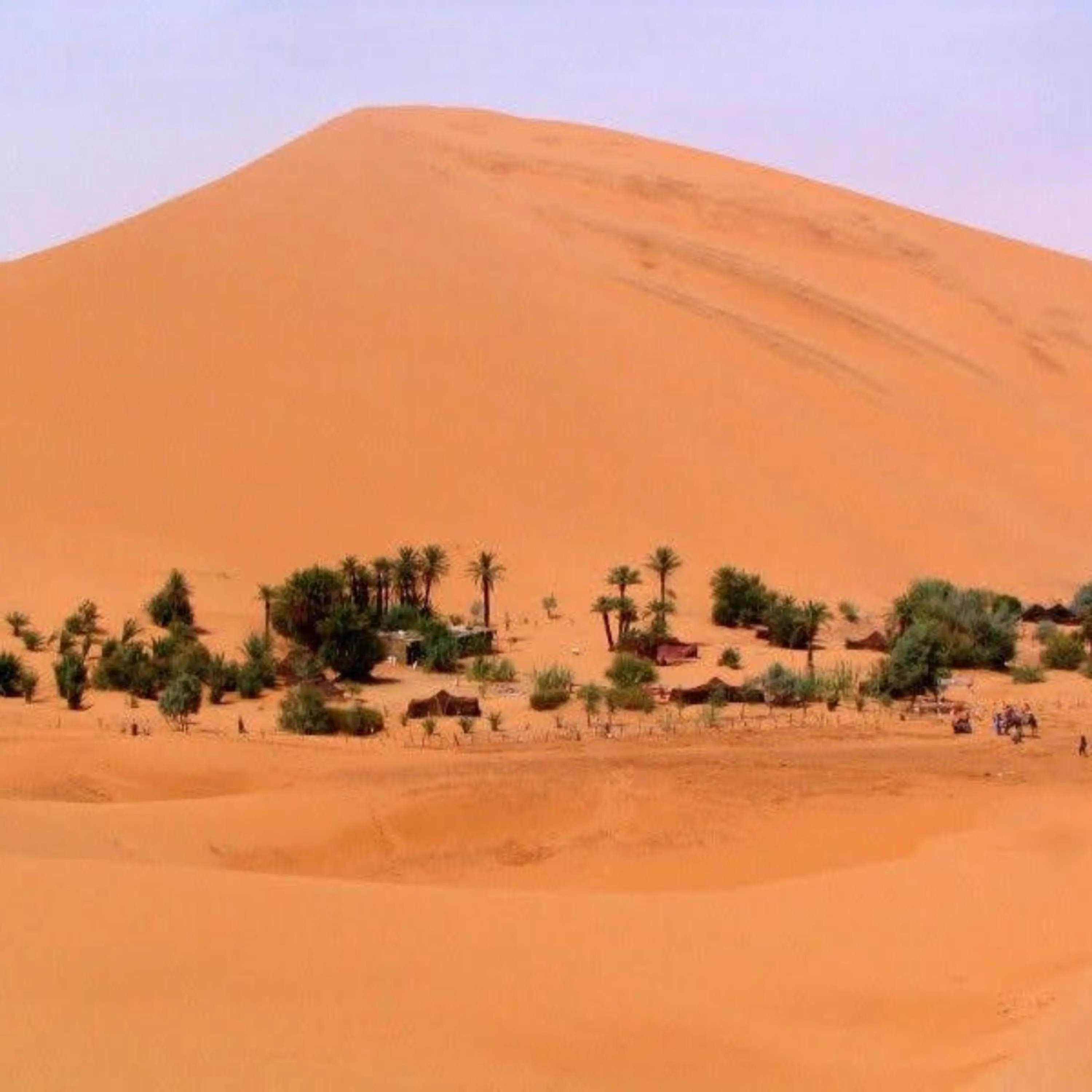Garden in Merzouga heart camp