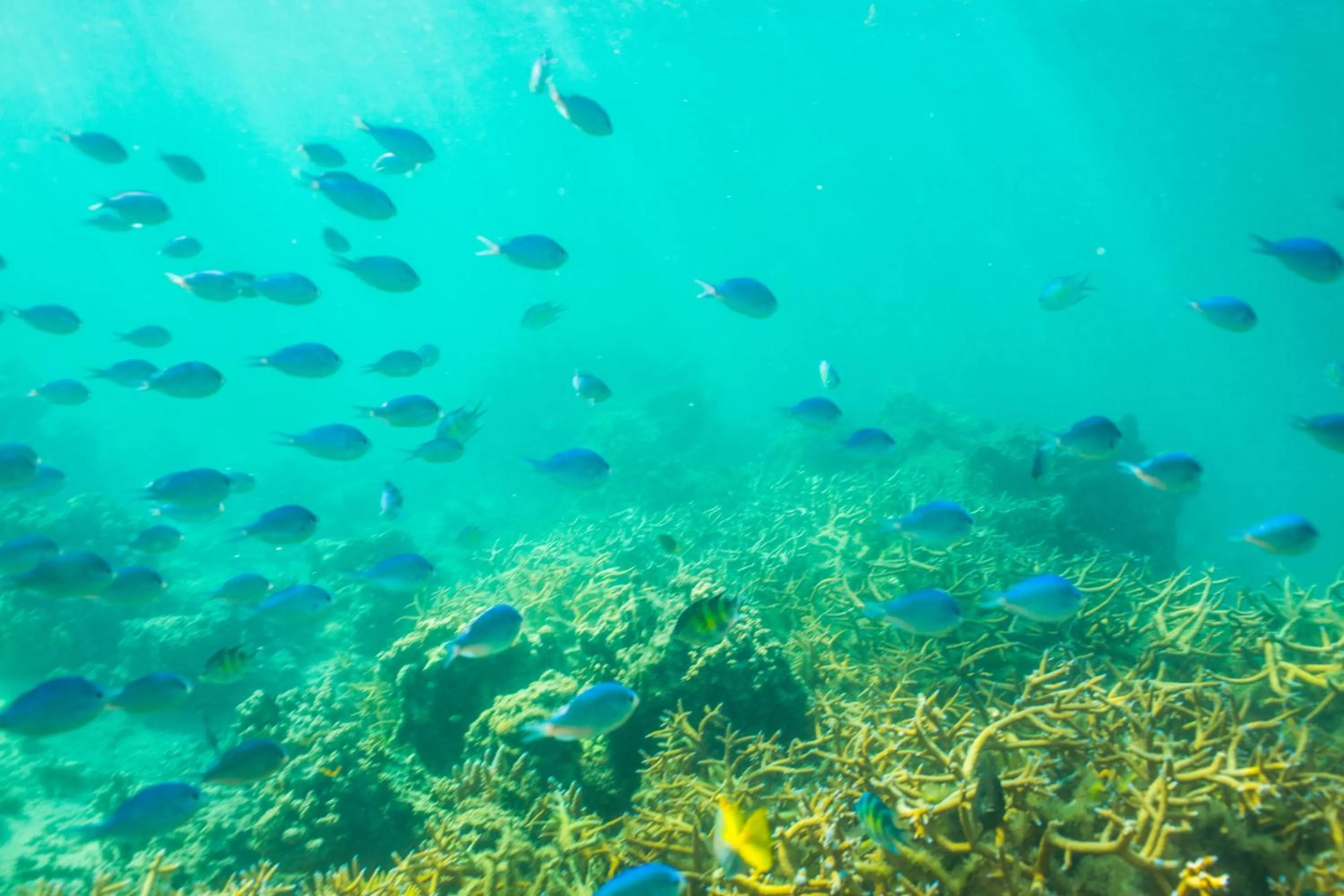 Sea view in Plantation Island Resort