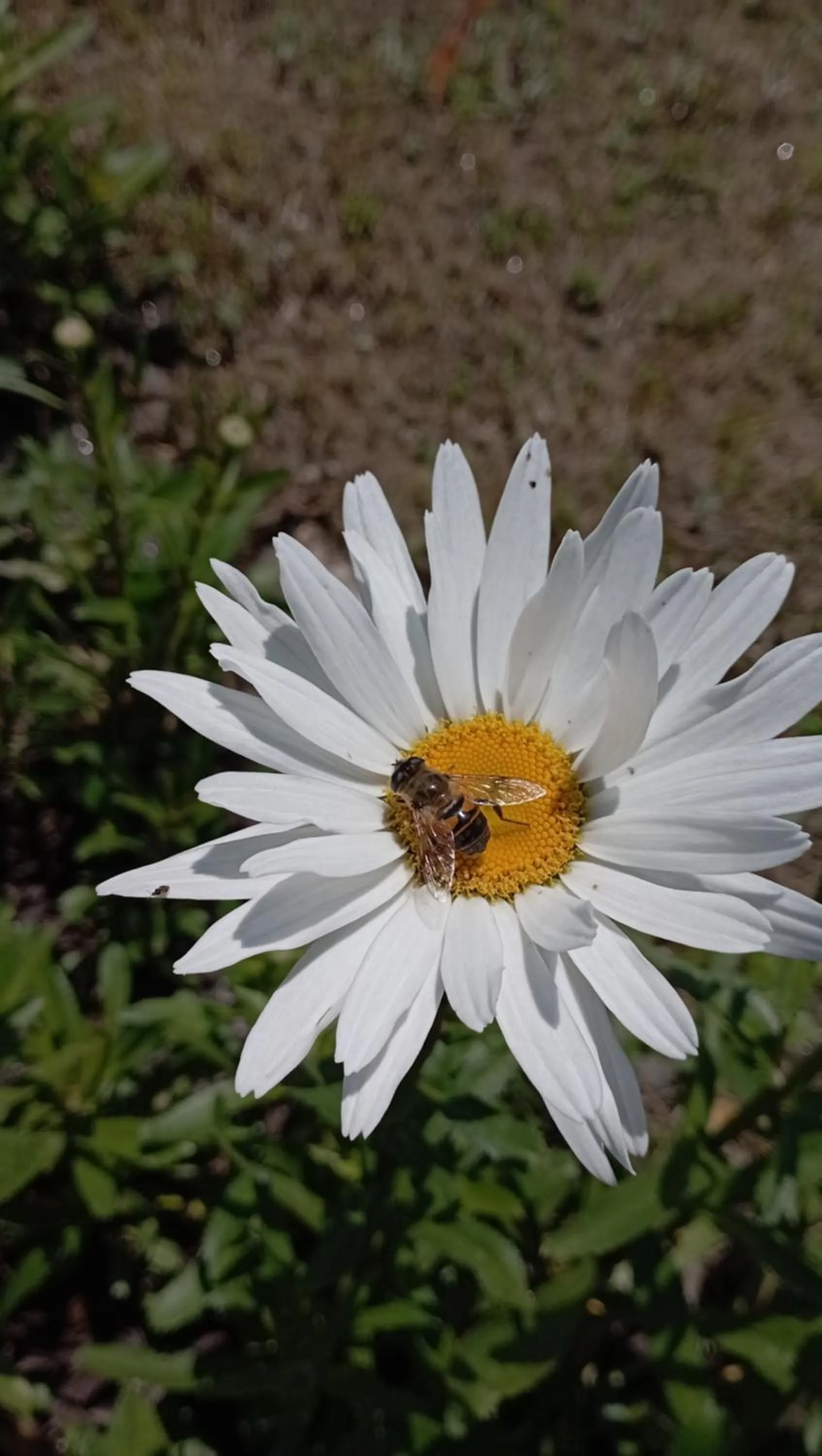 Garden in Hotell Hill Crown