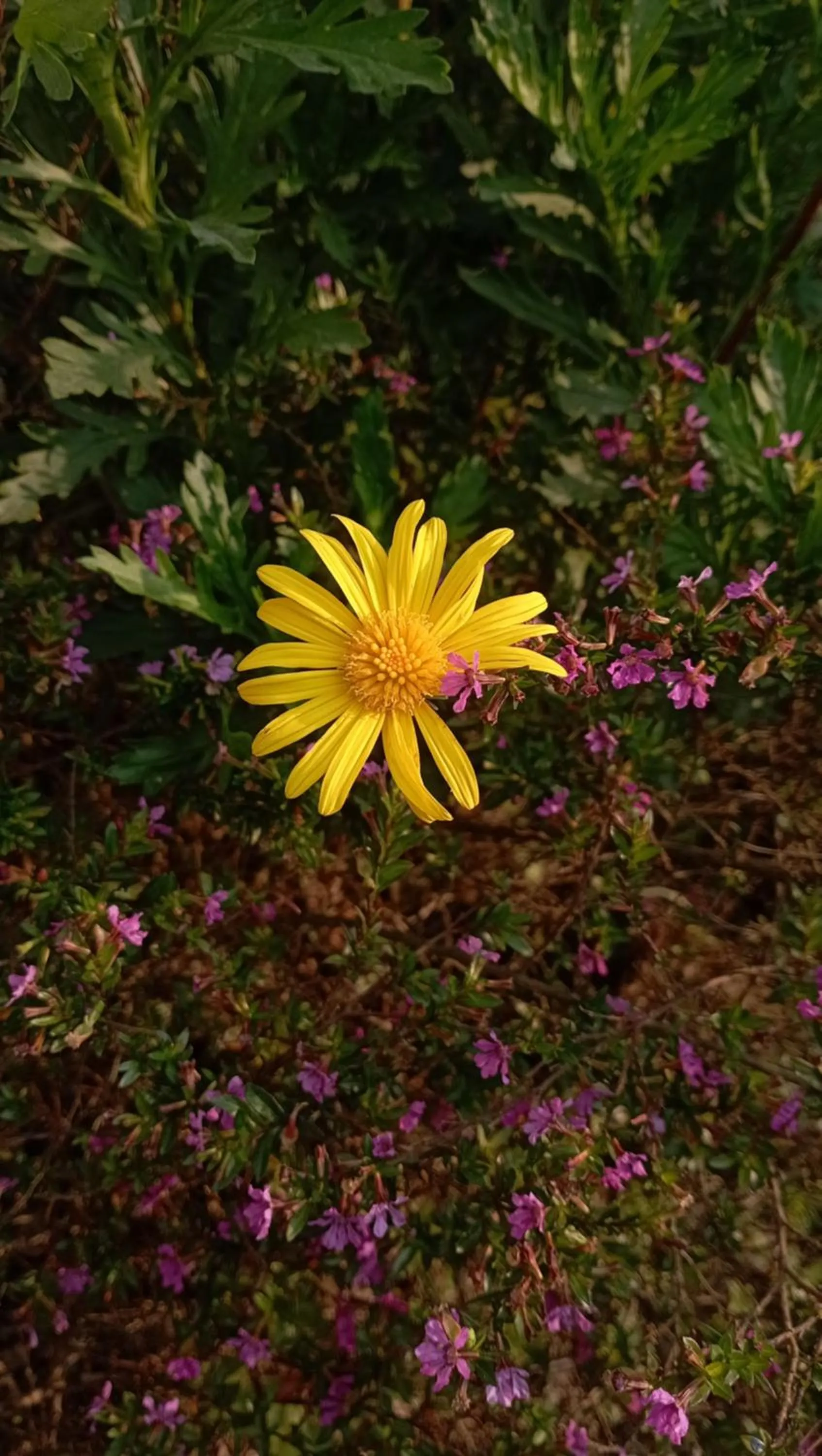 Garden in Hotell Hill Crown
