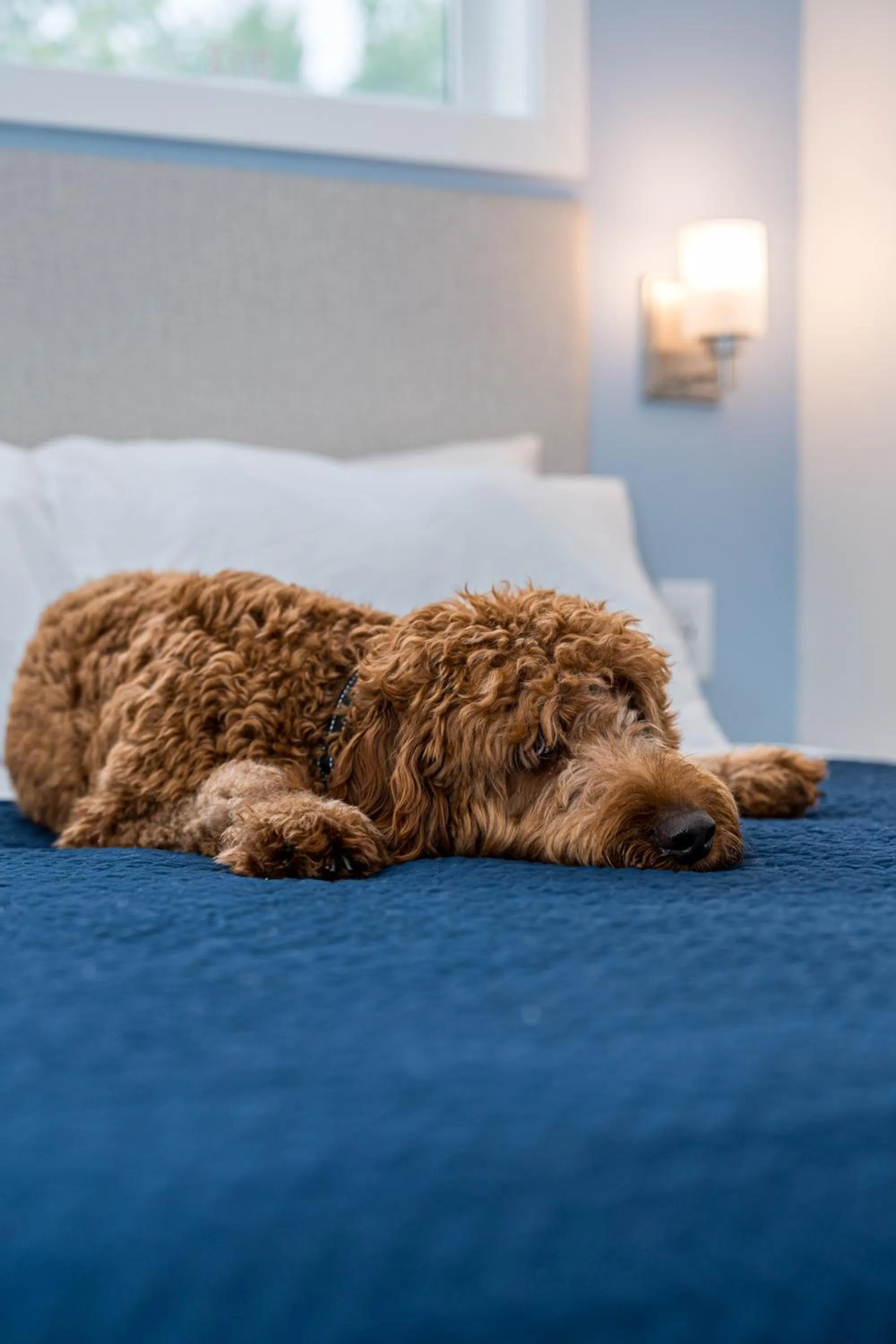 pet friendly, Bed in Shore Point Cottages
