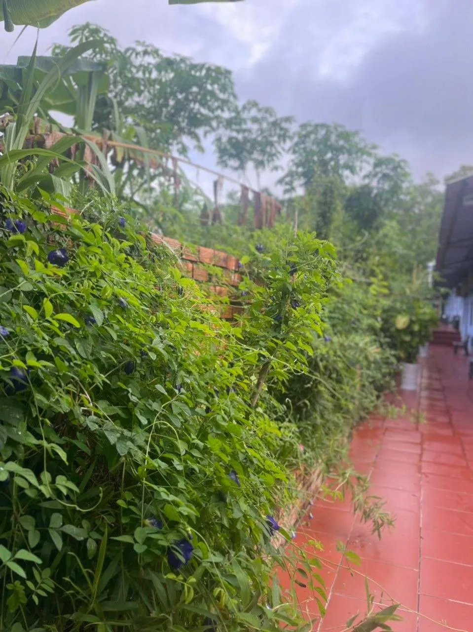 Property building in Nhà Nghỉ Vườn Oải Hương LAVENDER GARDEN GUEST HOUSE