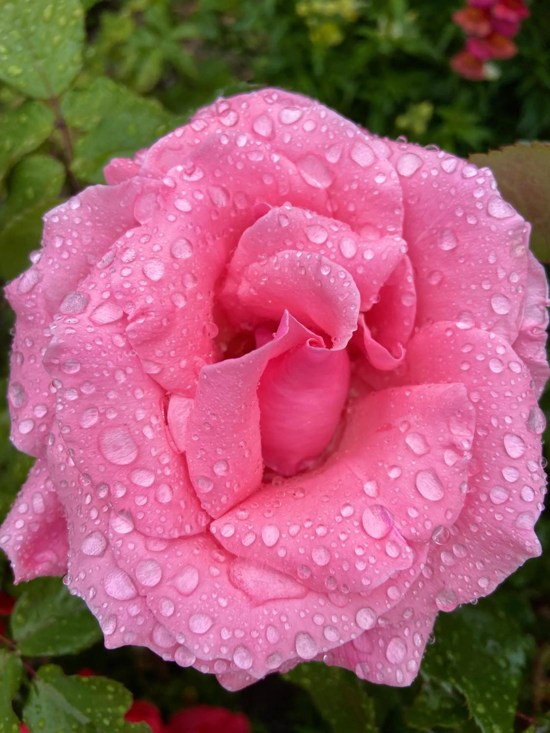 Garden view in Hotel Palam Hills