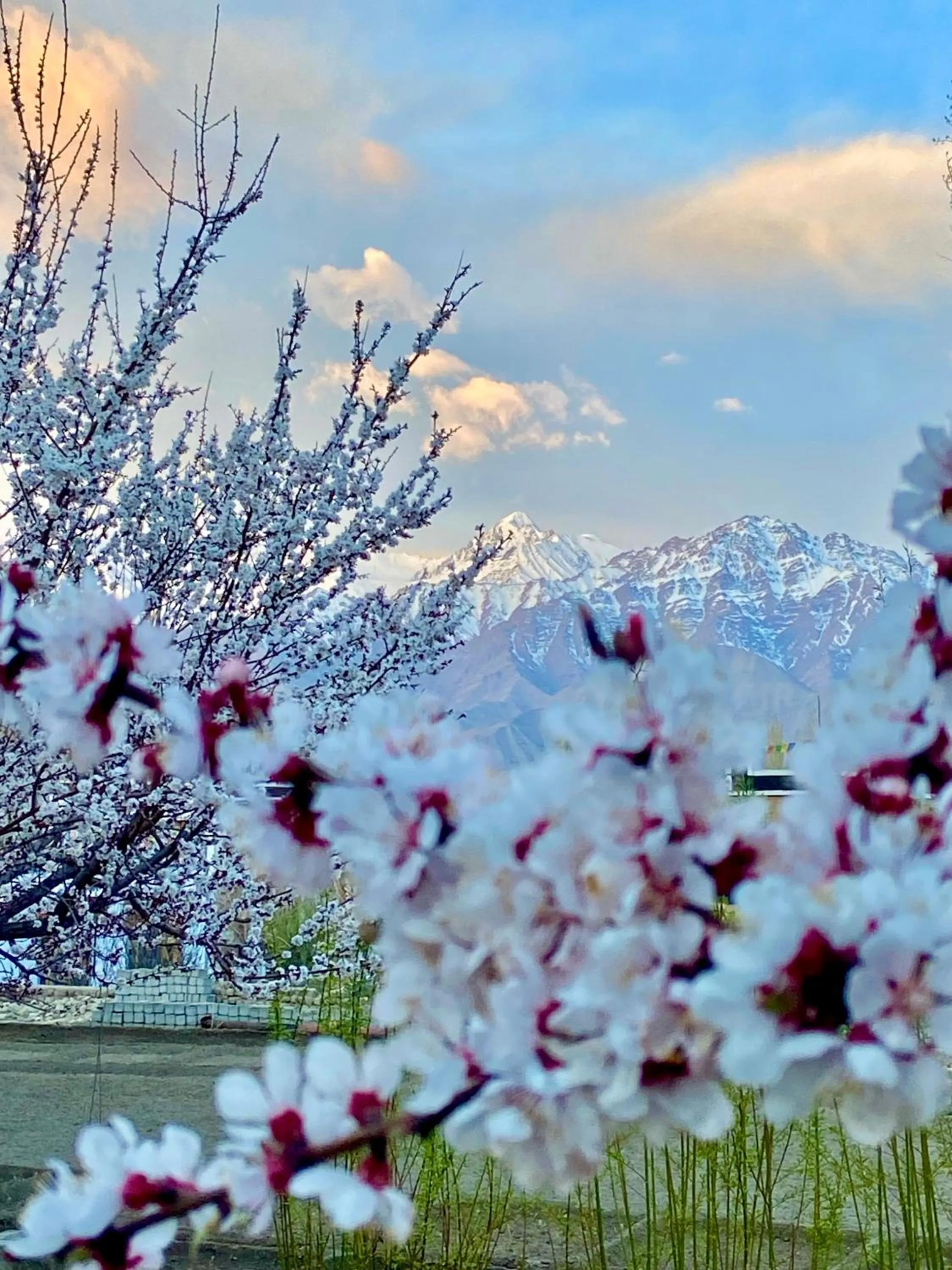 Spring in Hotel Palam Hills