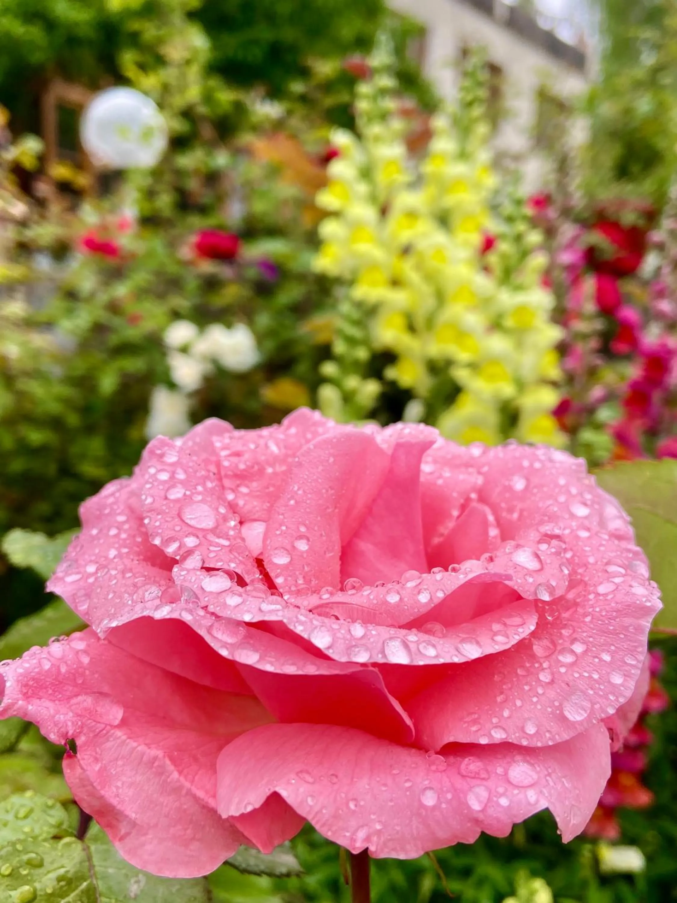 Garden view in Hotel Palam Hills