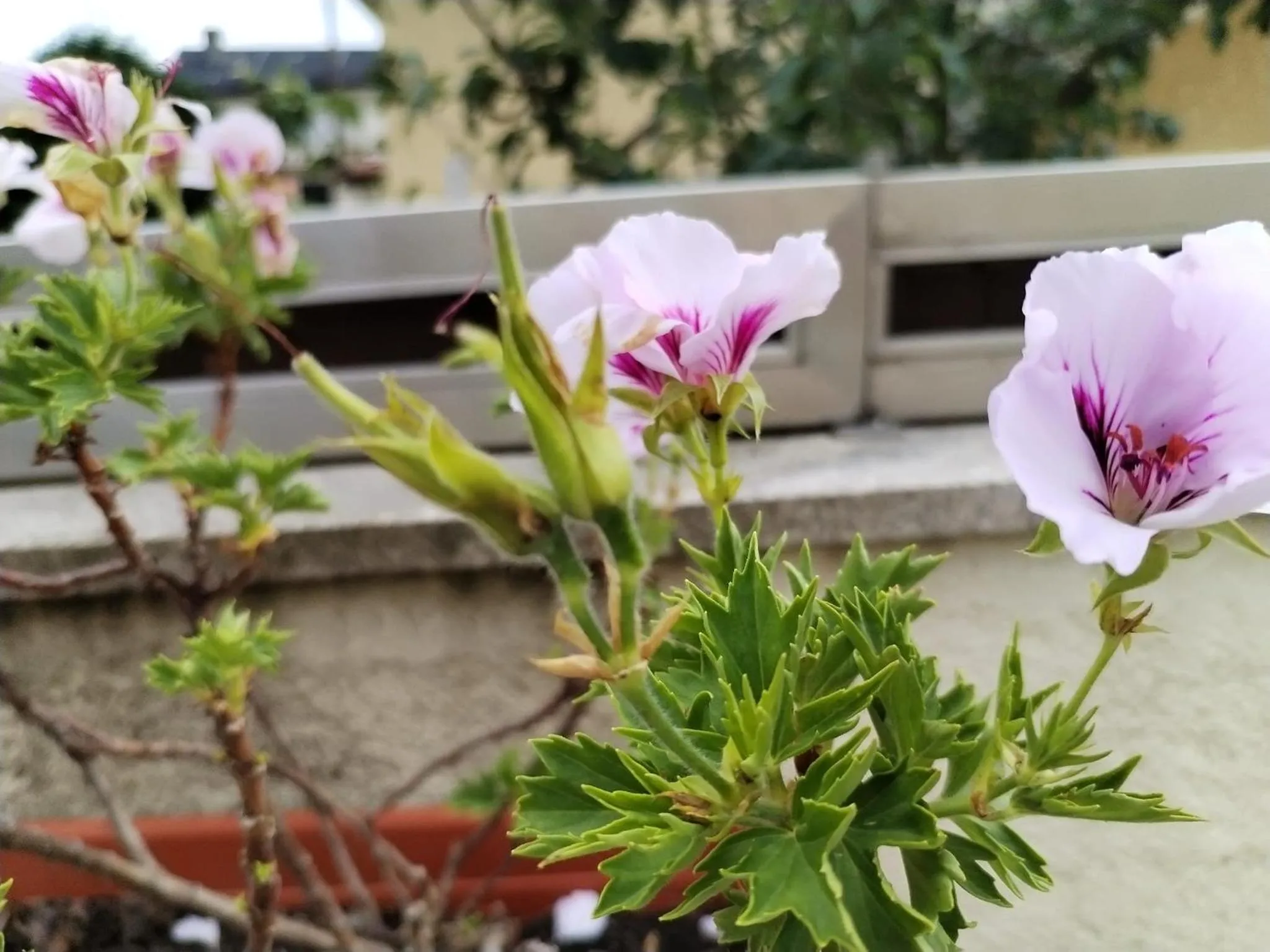 Spring in Quinta da Costinha