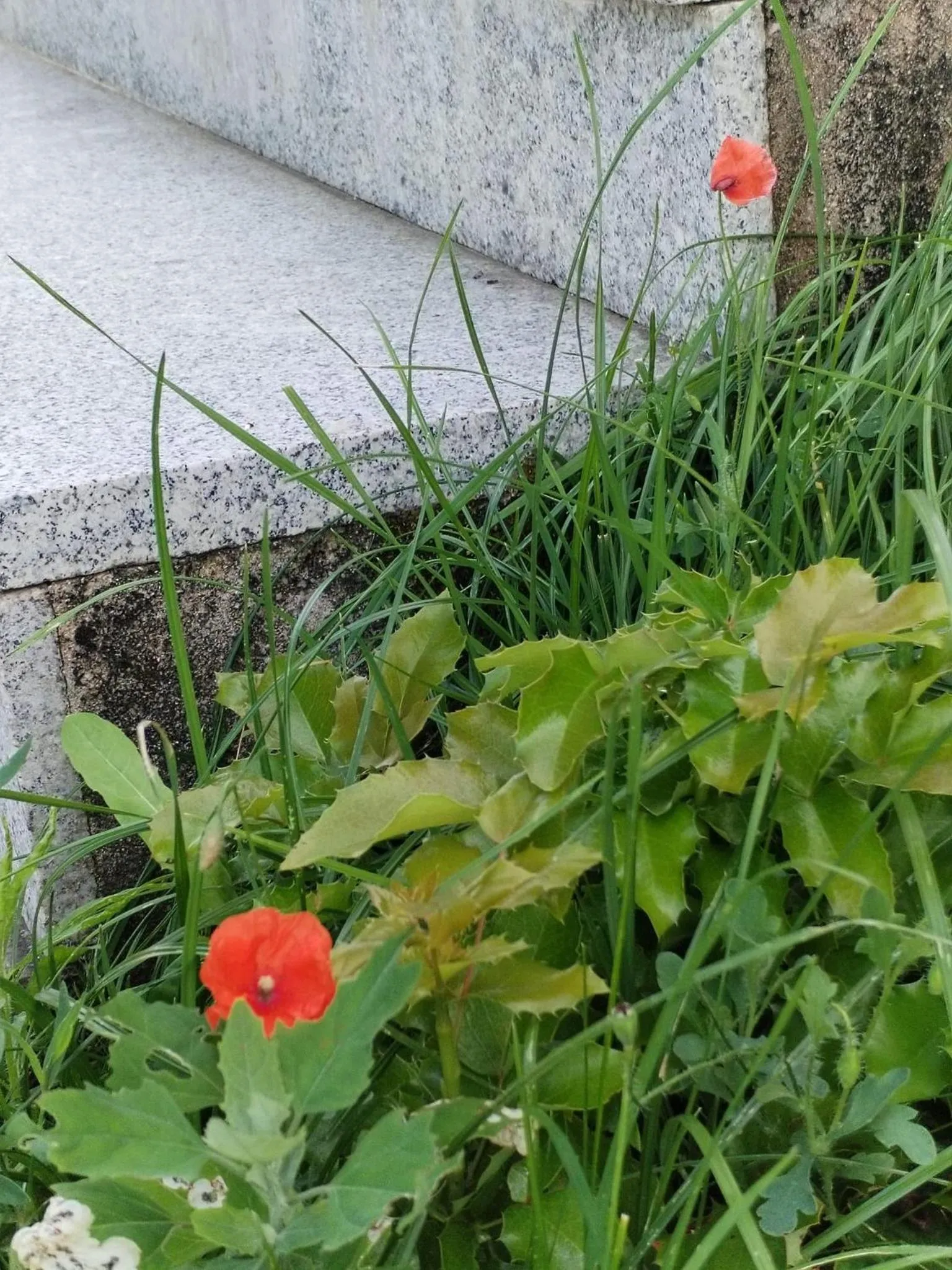 Garden in Quinta da Costinha