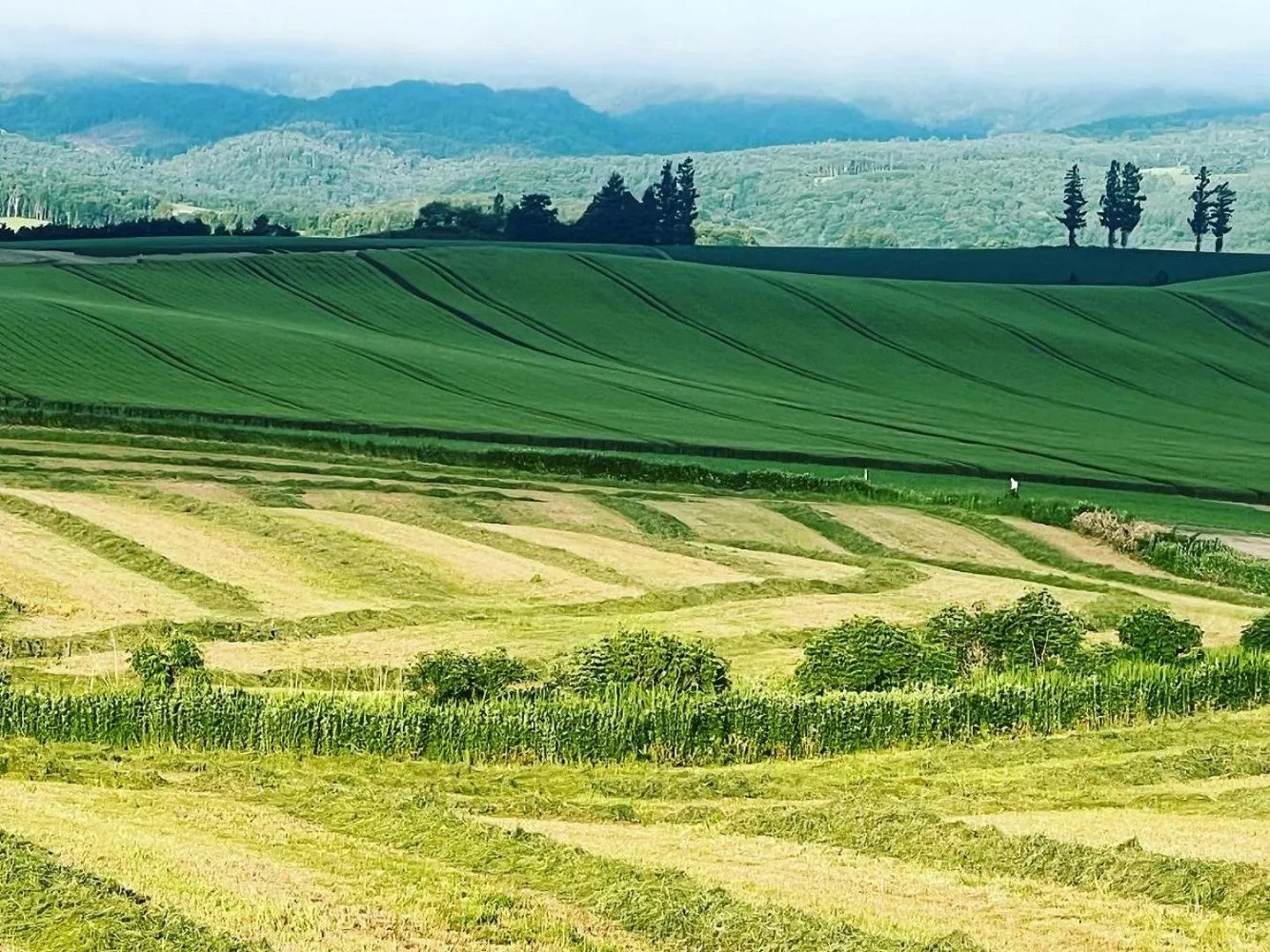 Summer in Chill Village