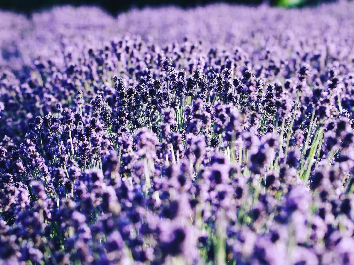 Nearby landmark in Chill Village