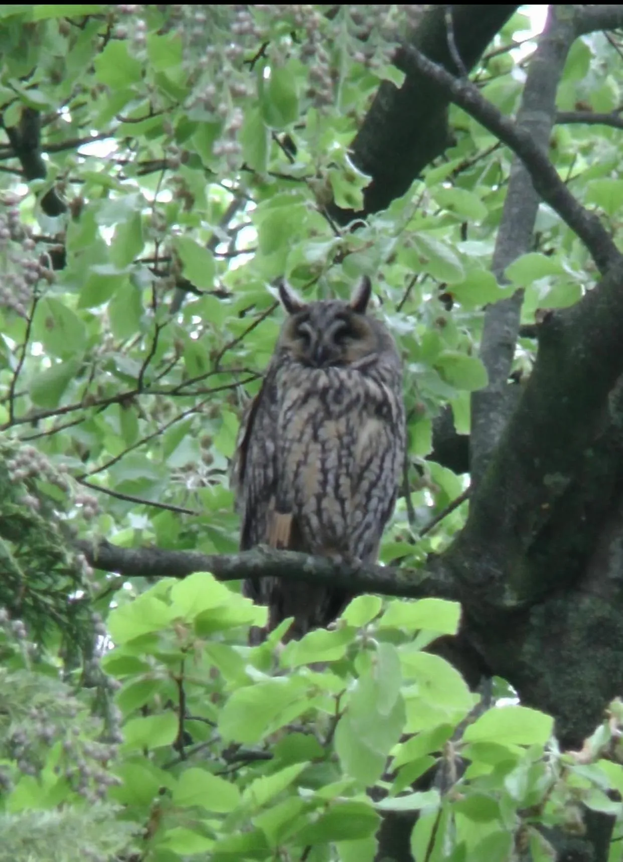 Day, Other Animals in Het Uilennest