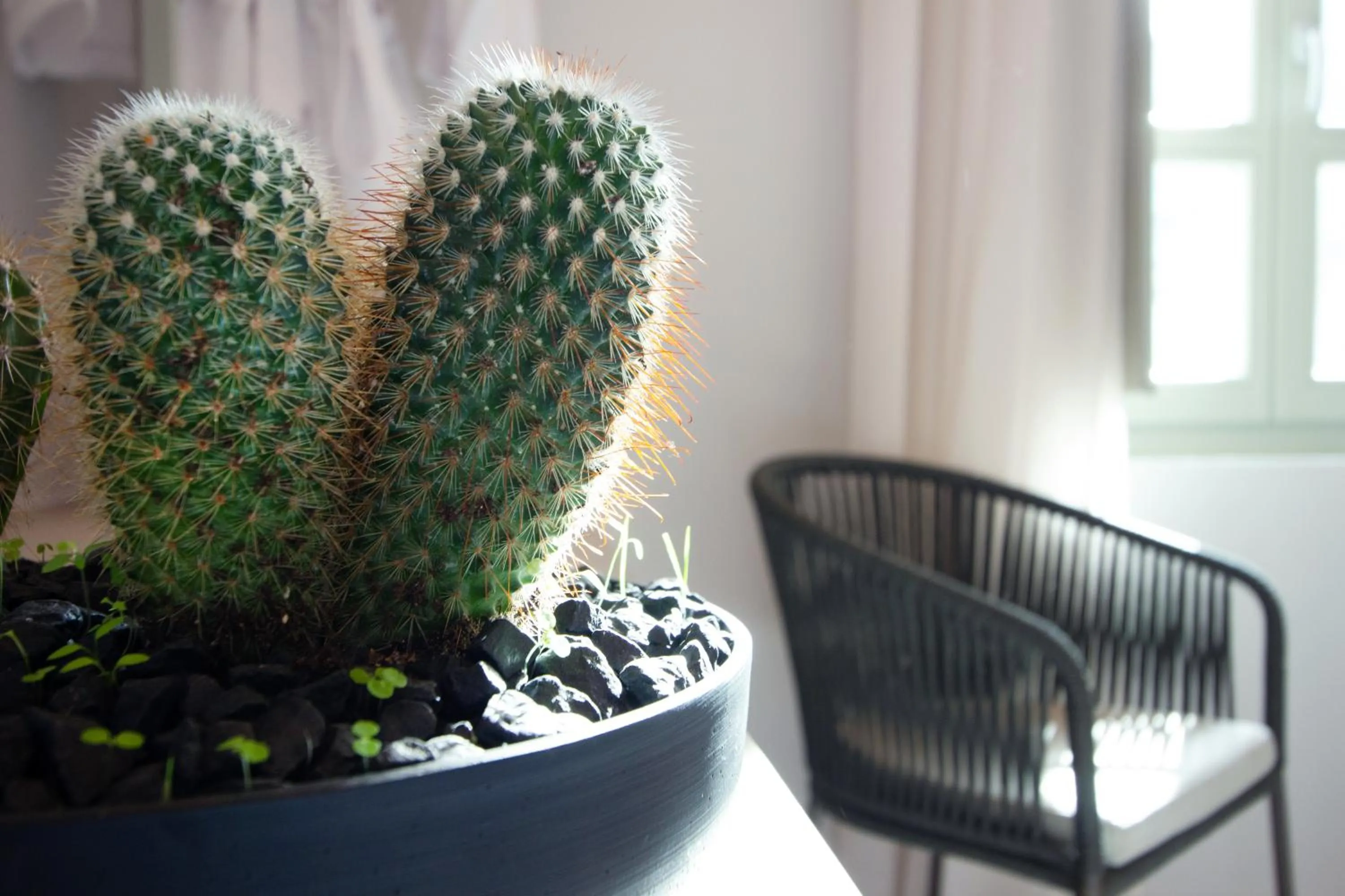 Decorative detail in Octavia Rooms