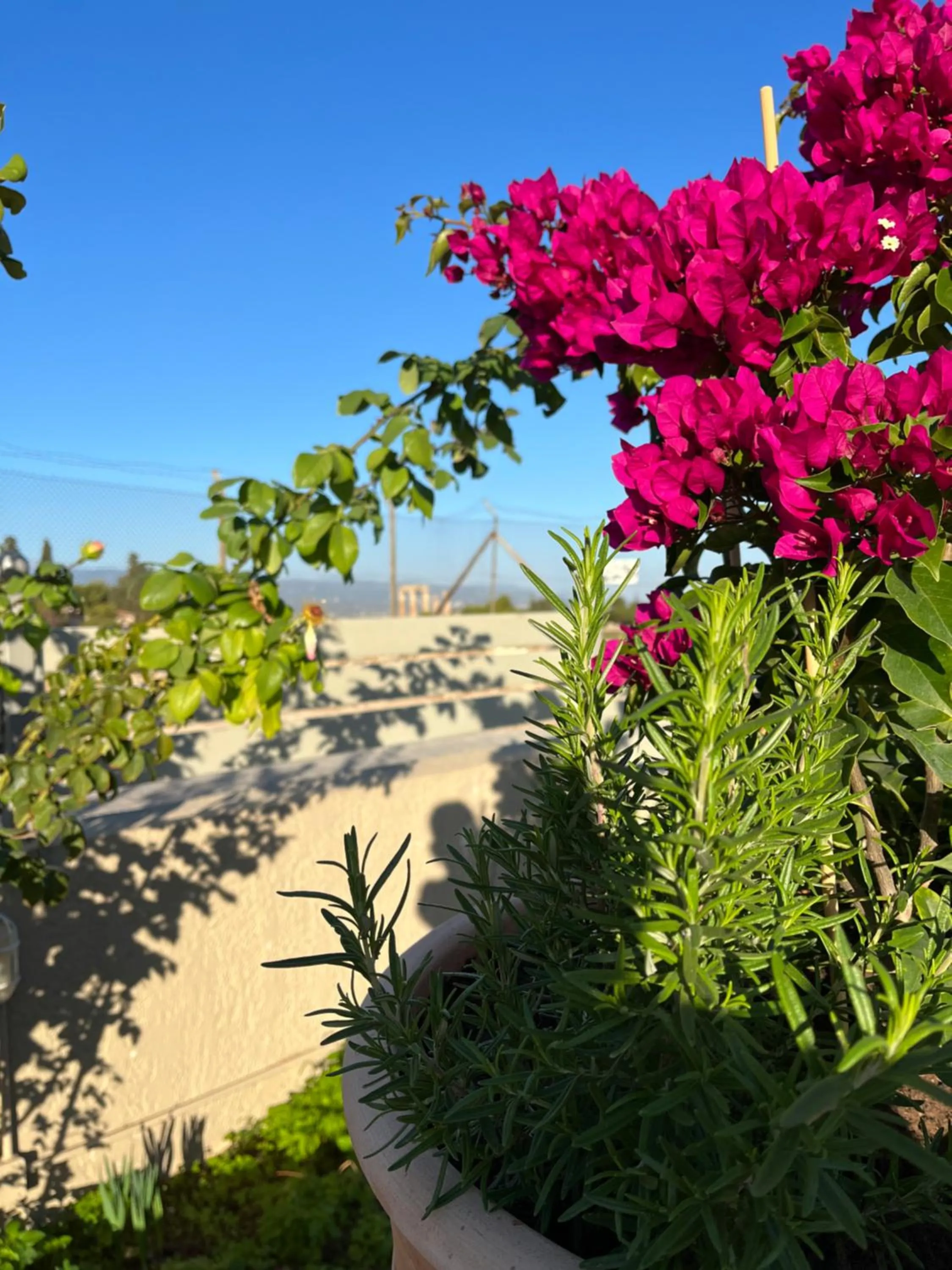 Spring in Octavia Rooms