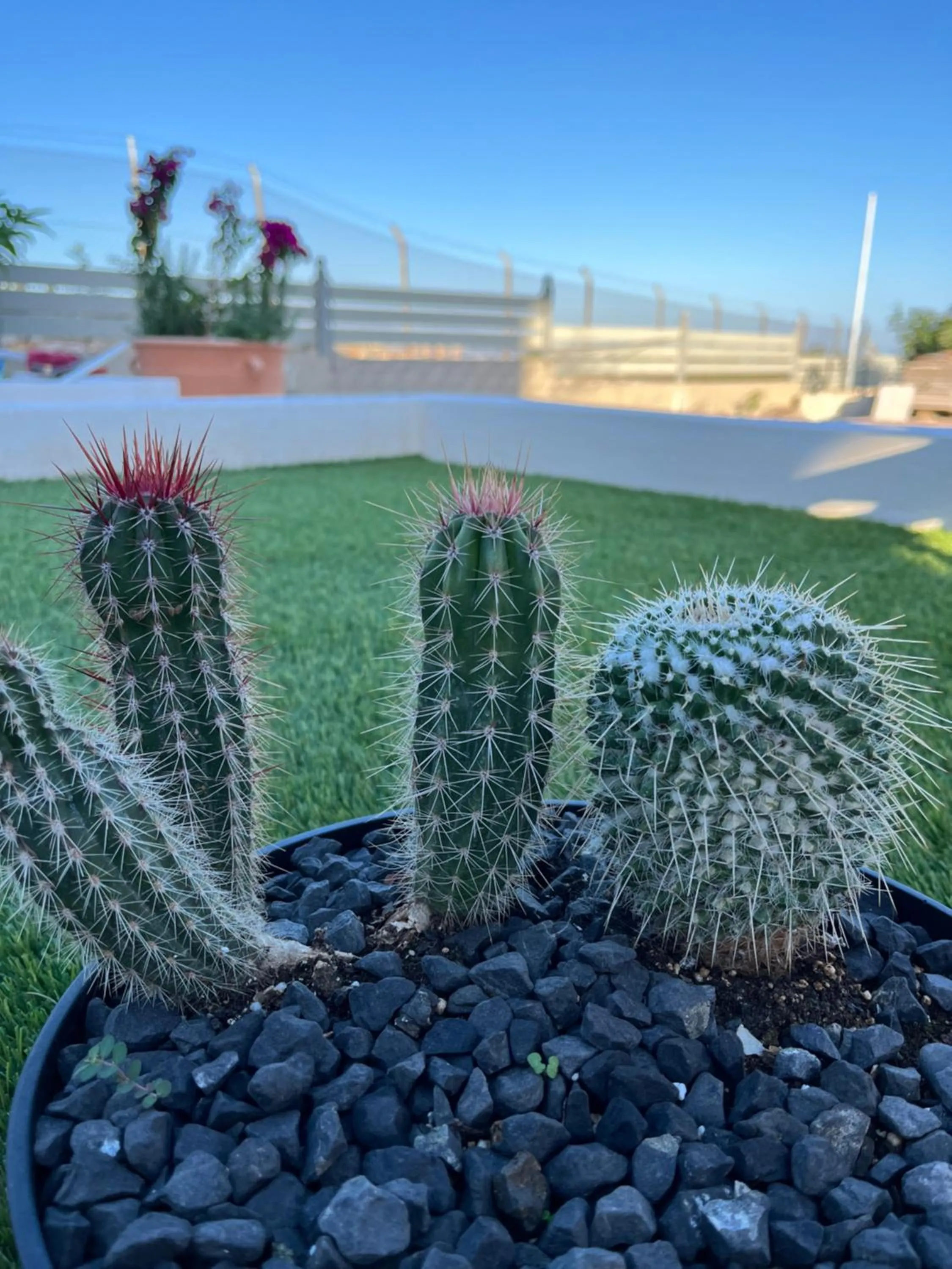 Garden in Octavia Rooms