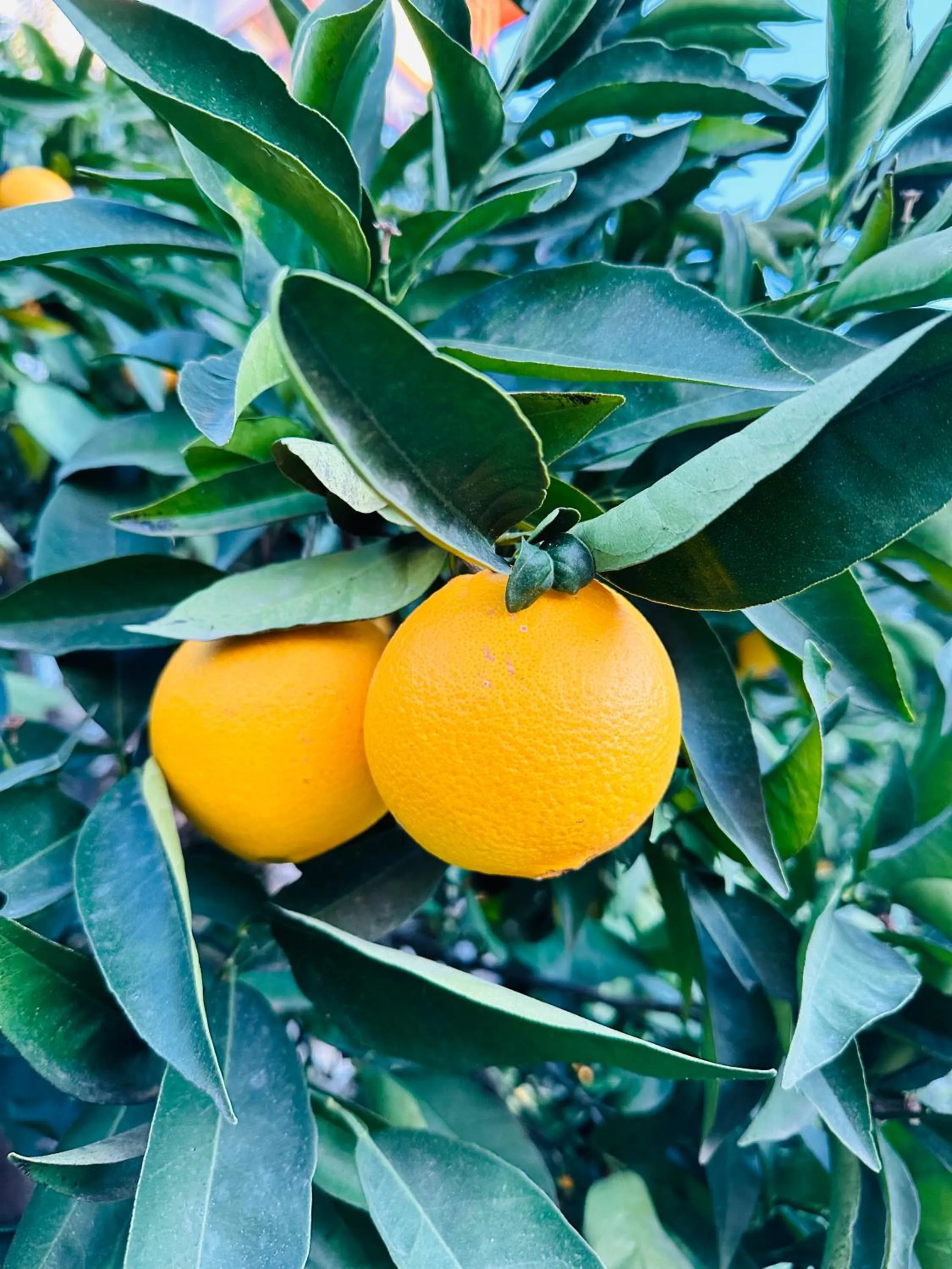 Spring in Gelidonya Pansiyon