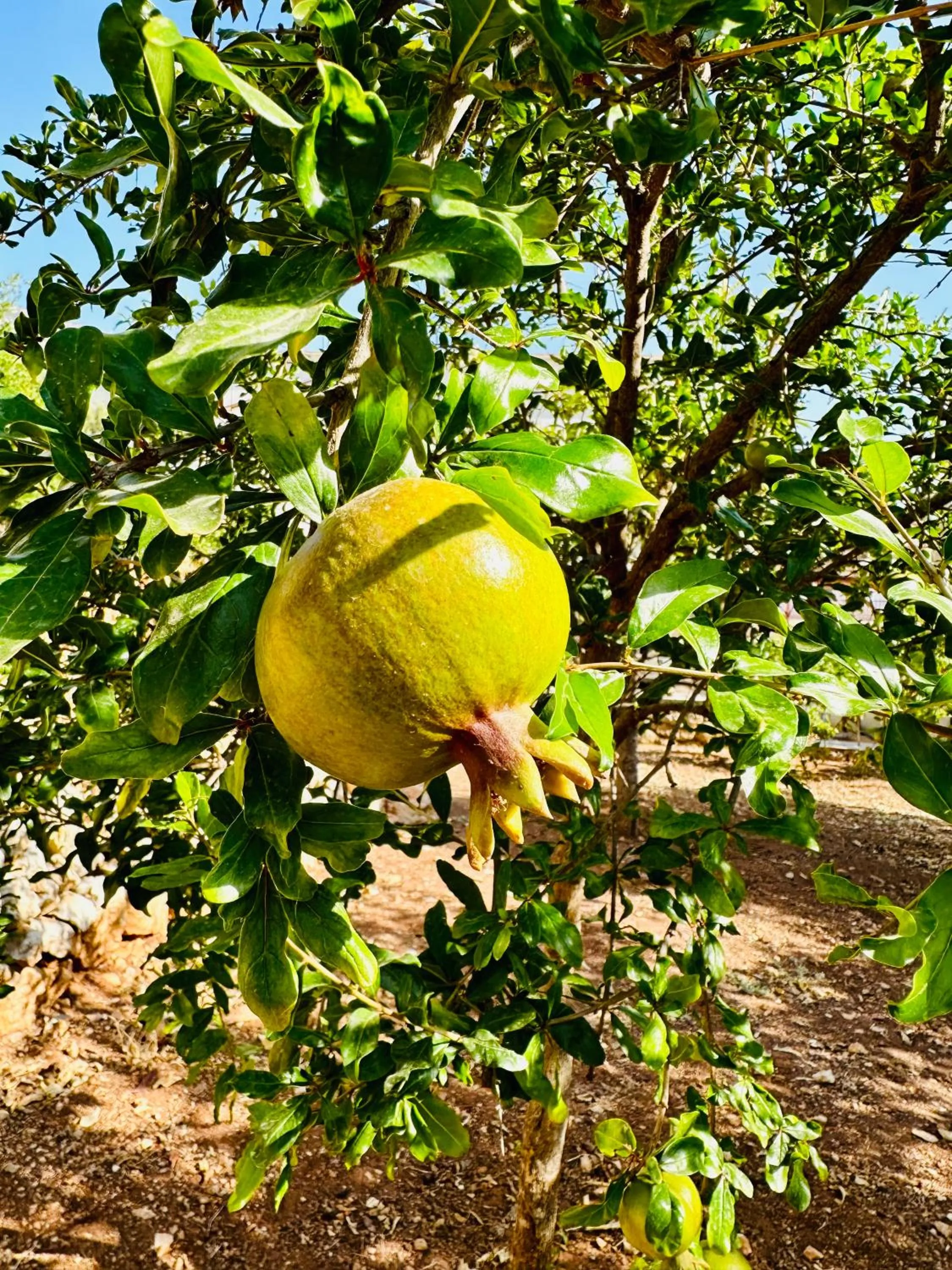 Garden in Gelidonya Pansiyon