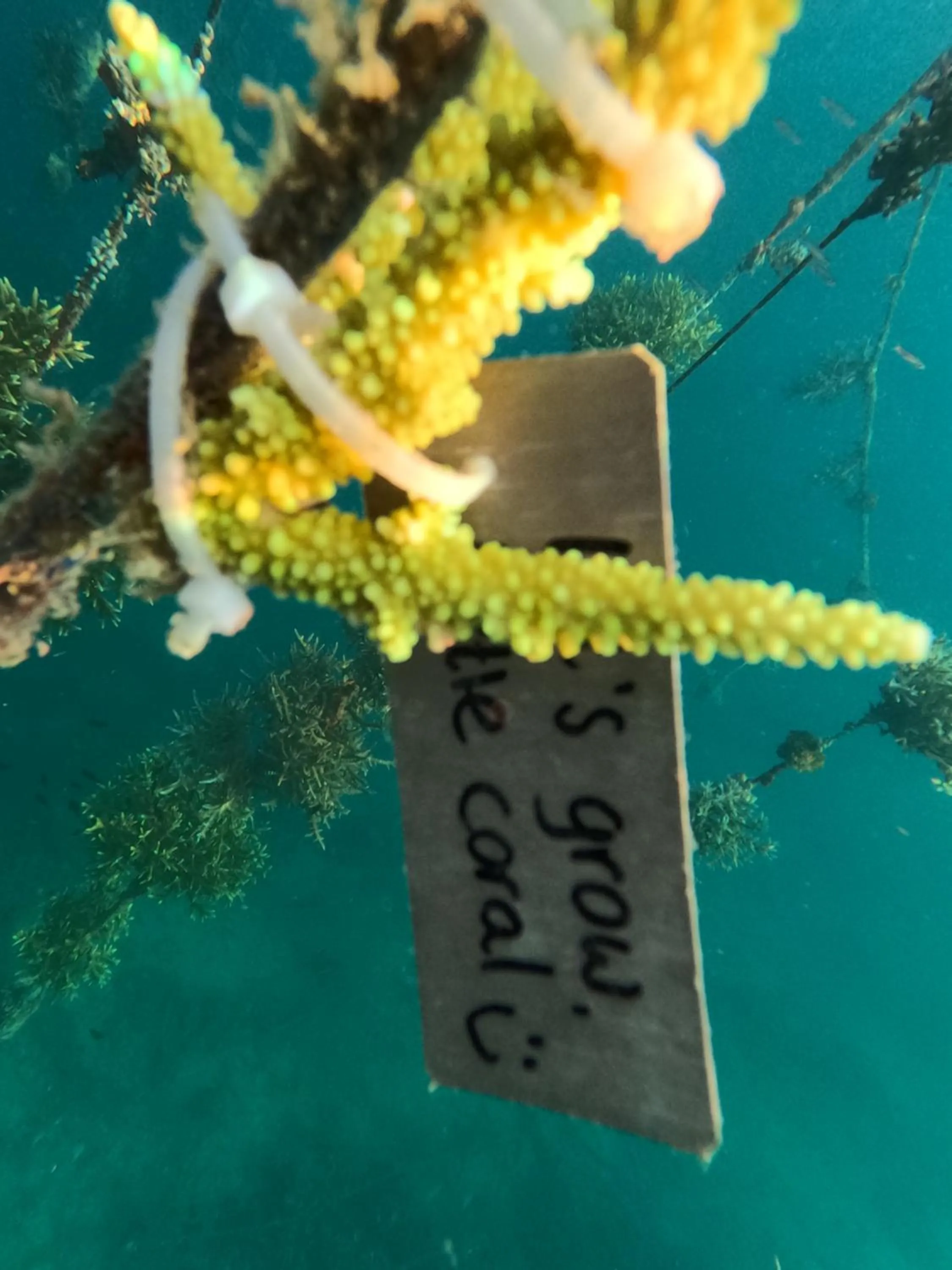 Snorkeling in Mangroove Bay Boutique Hostel