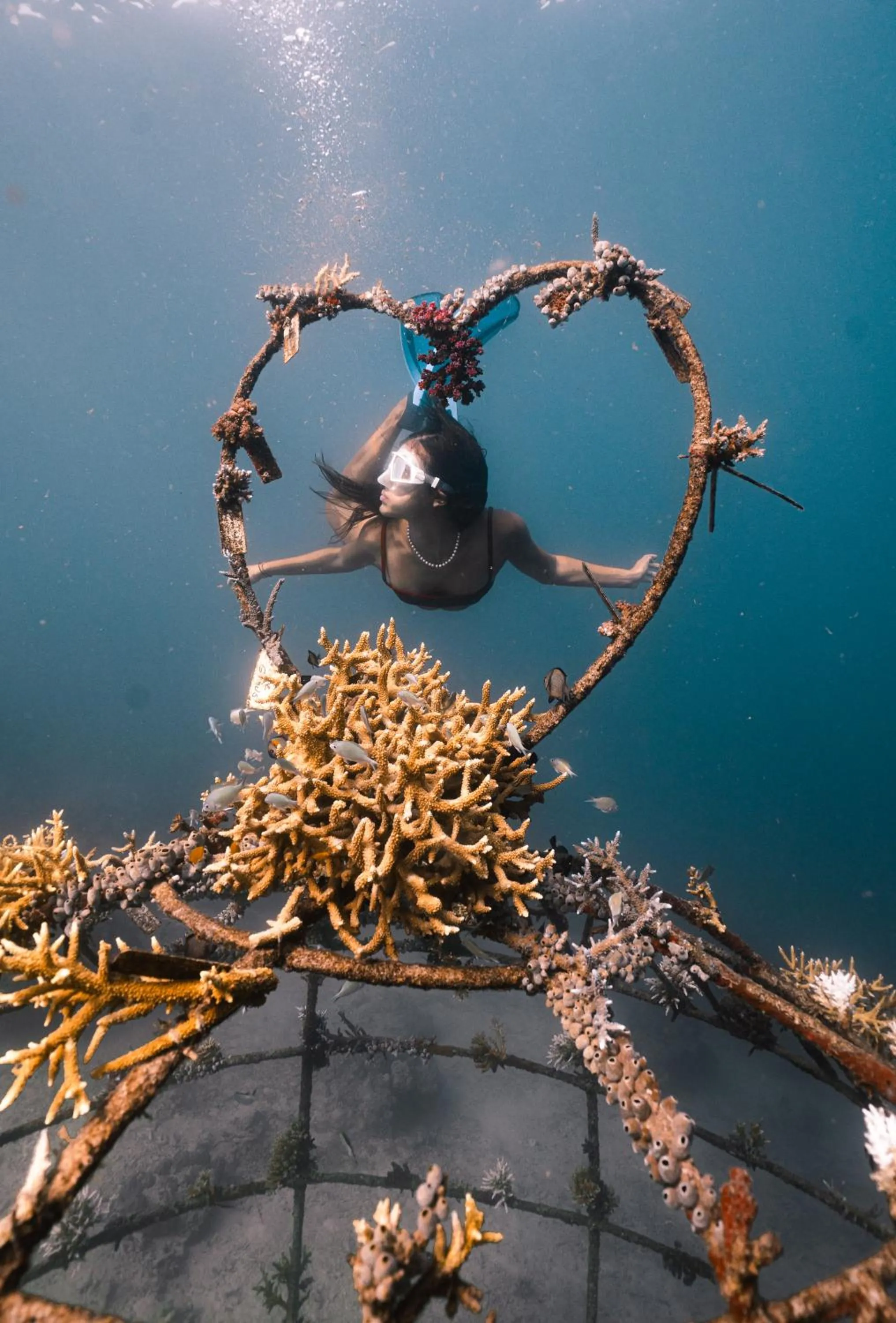 Snorkeling in Mangroove Bay Boutique Hostel