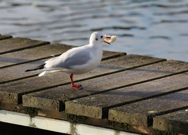 Animals in HotelHafenWedel