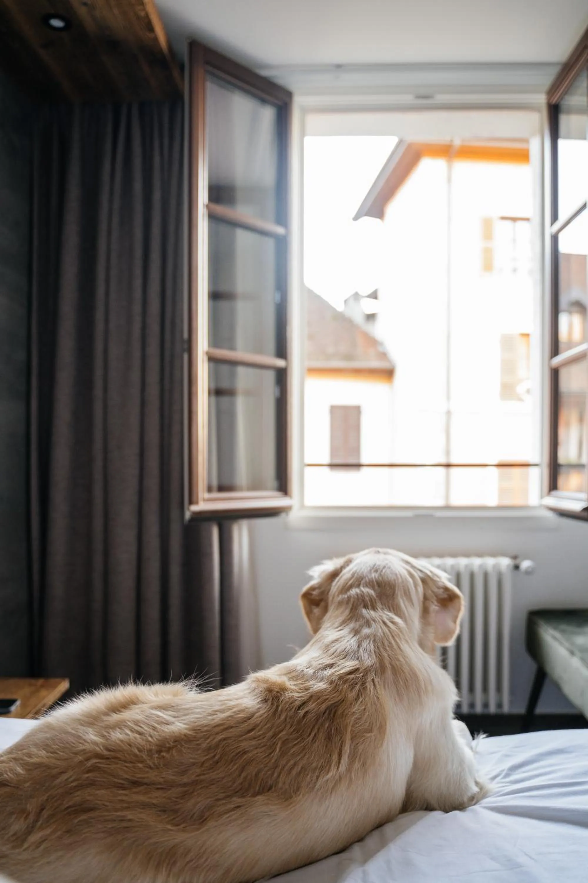 Animals, Bed in Auberge du Lyonnais