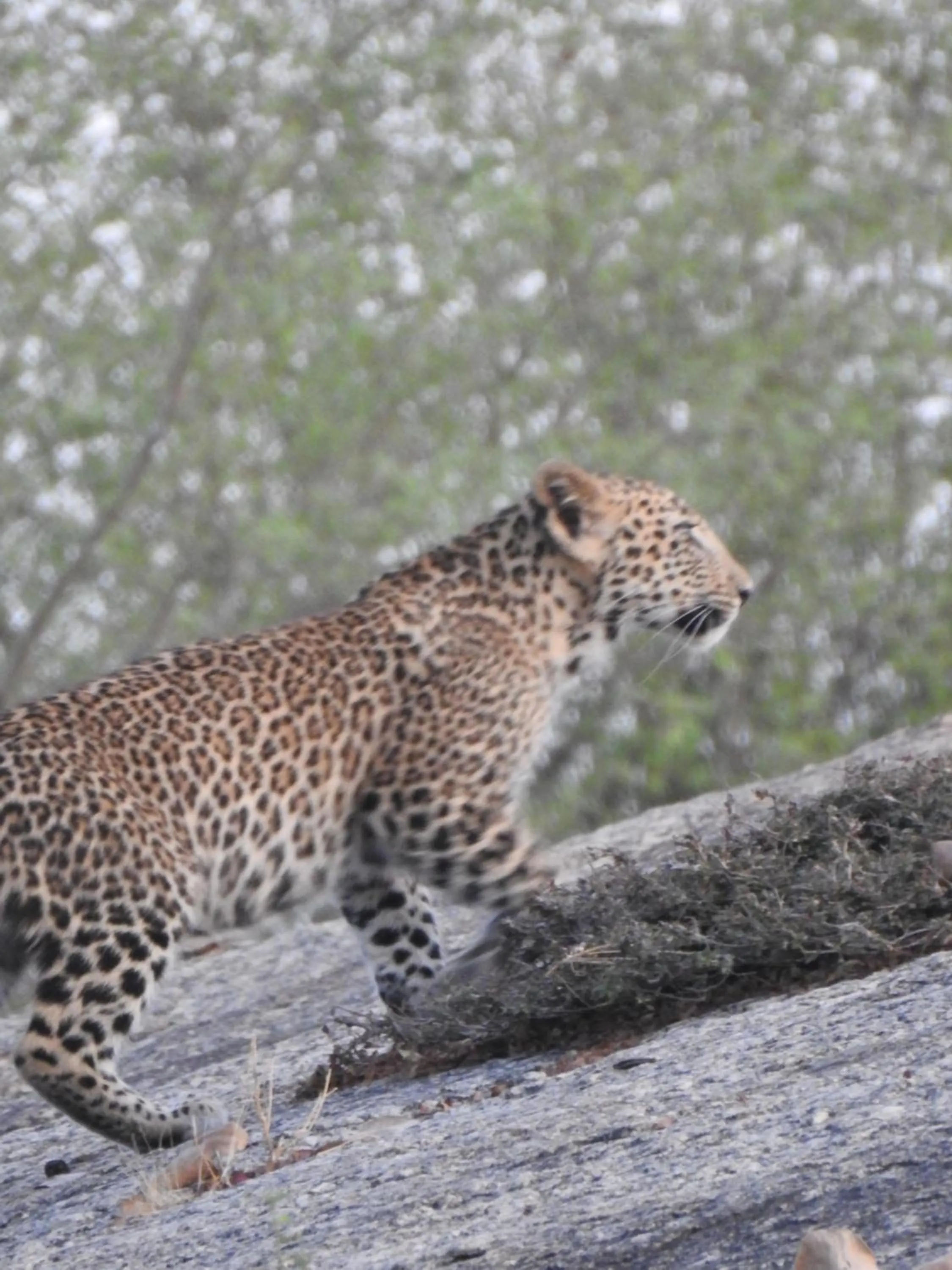 Nearby landmark in Jawai Empire Resort by Premier Hotels