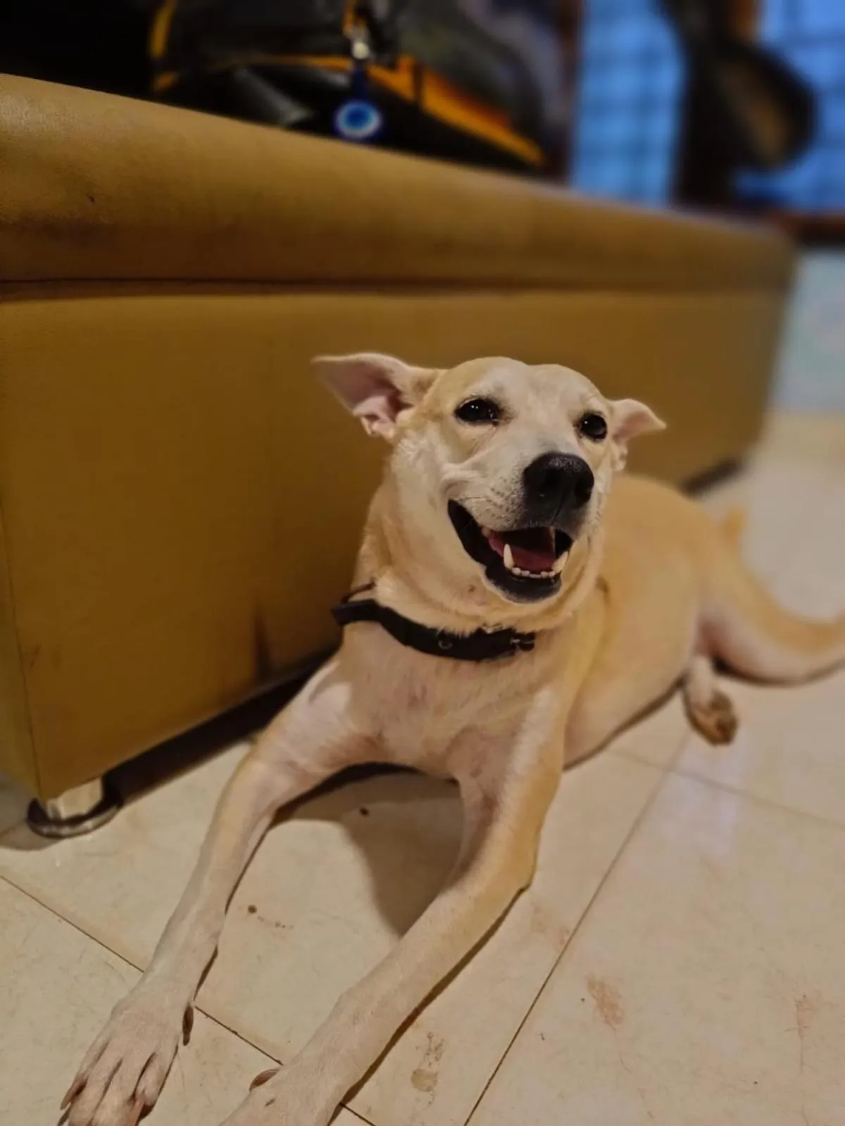 Pets in Santa Maria Hostel, Fort Kochi